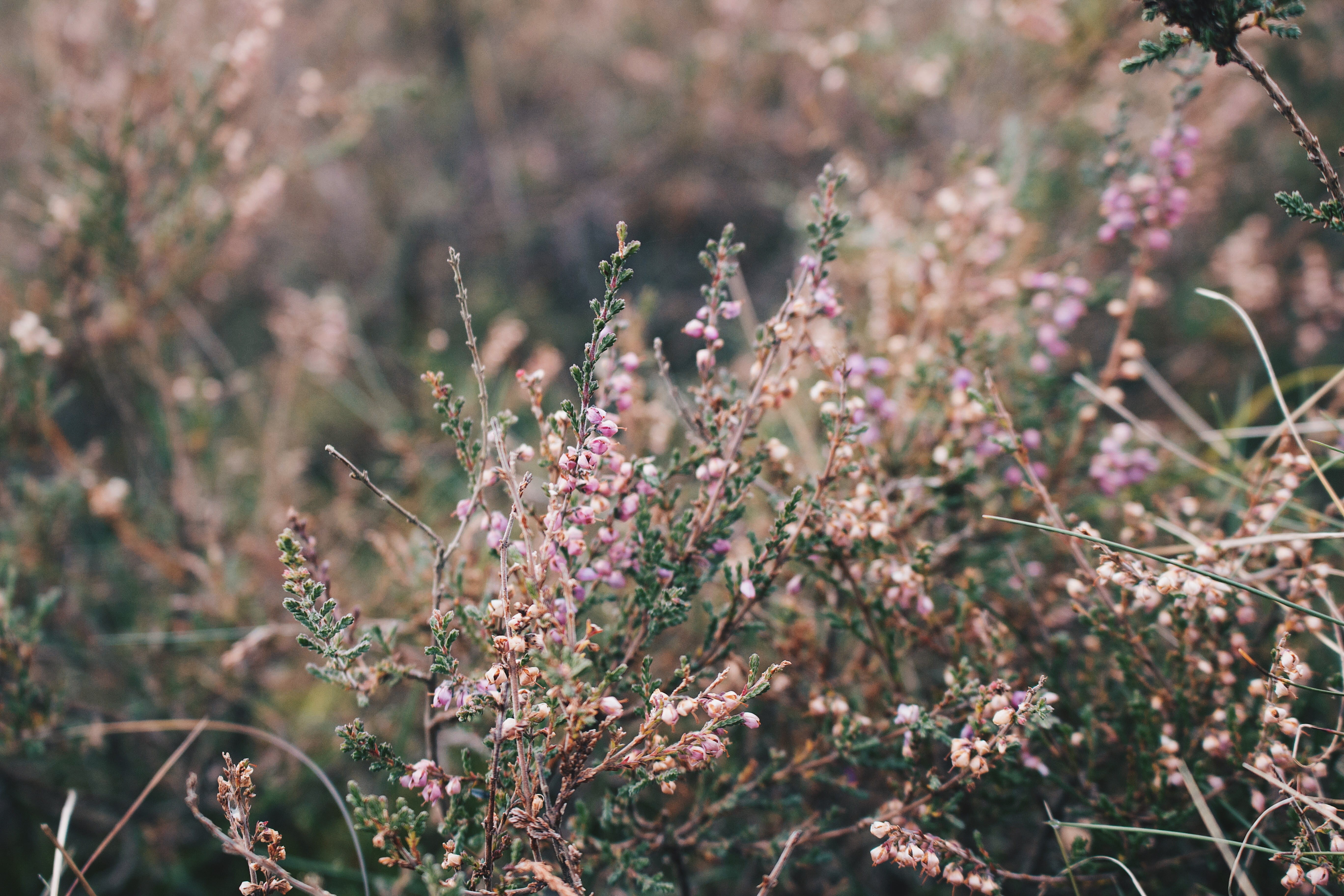 outdoors, heather, fragility, petaled, nature, plant, focus, focus on foreground, wildlife, close-up, selective, vulnerability, blossom, cluster, freshness, HD Wallpaper