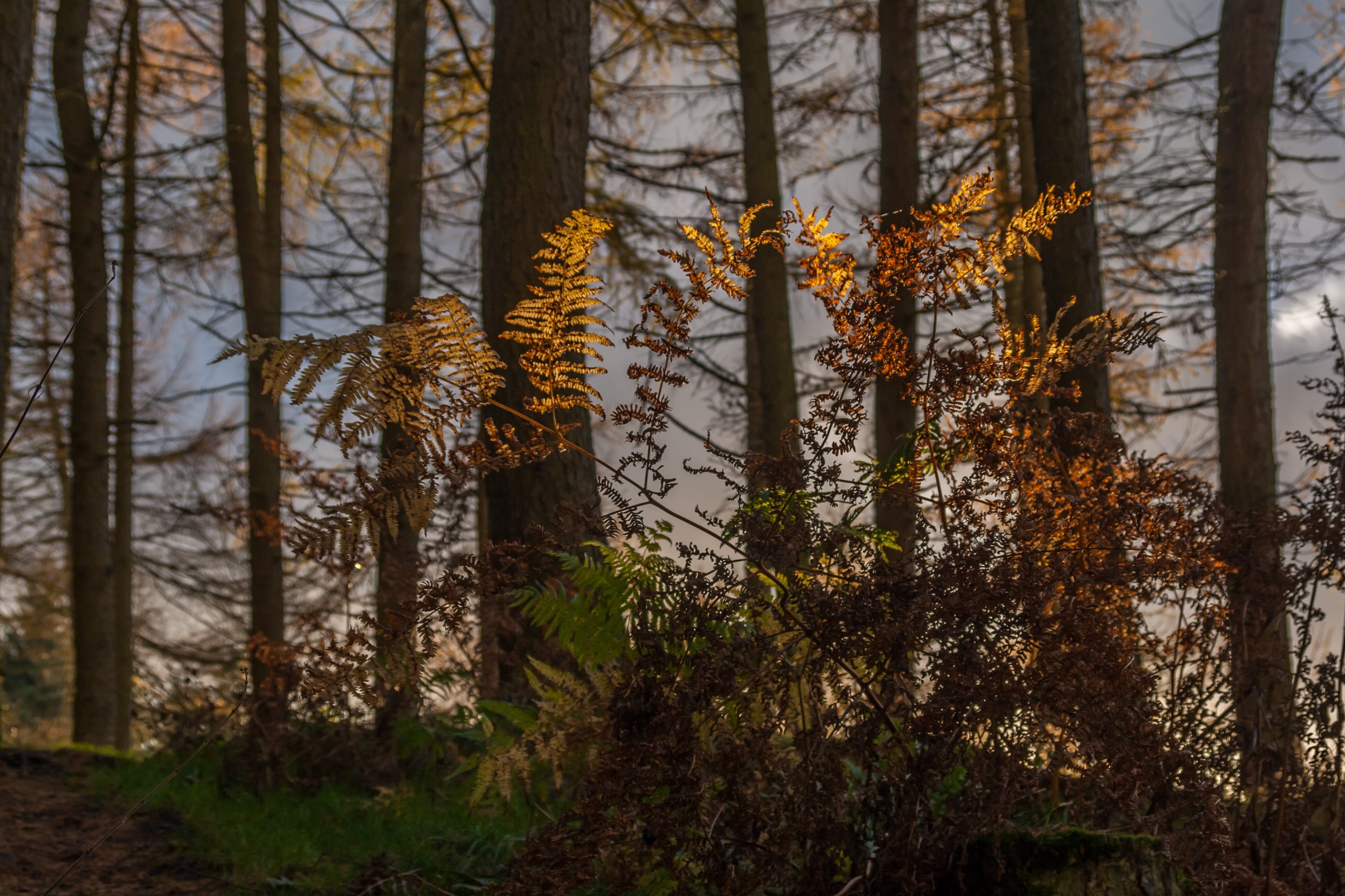 frond, fern, land, beauty in nature, leaf, natural, tree, focus on foreground, woodland, change, growth, leaves, tranquil scene, foliage, wild, pine woodland, HD Wallpaper