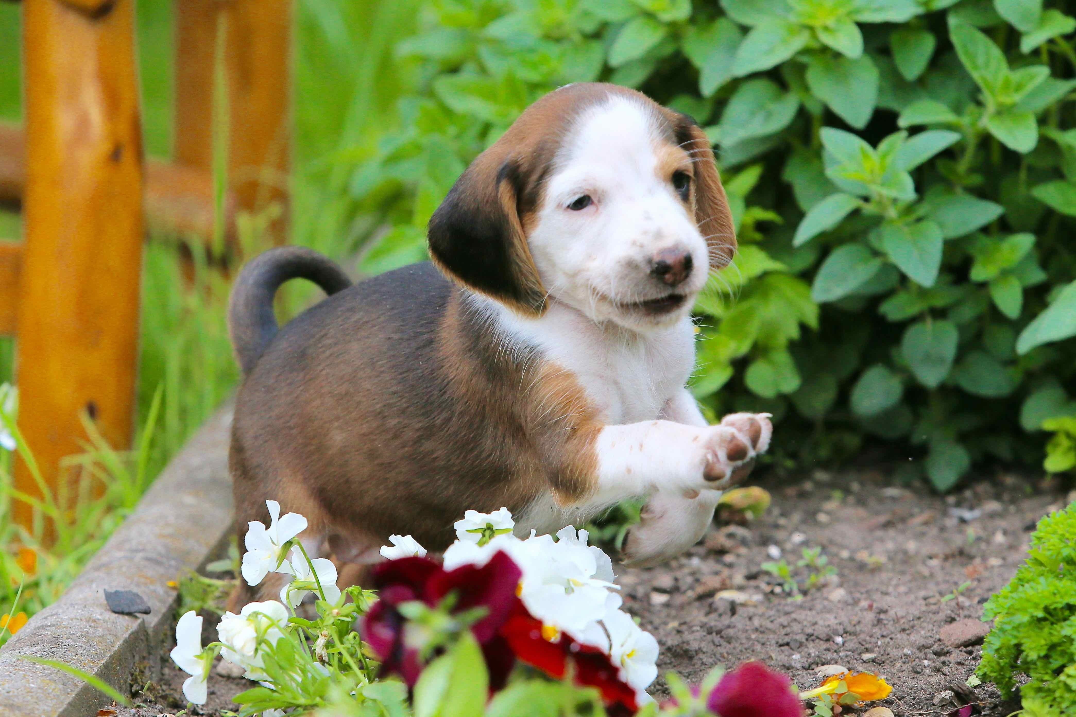 plant, day, vertebrate, nature, beautiful, wildlife photography, meadow, one animal, innocence, animal themes, domestic, dog look, flowering plant, deutsche bracken, HD Wallpaper