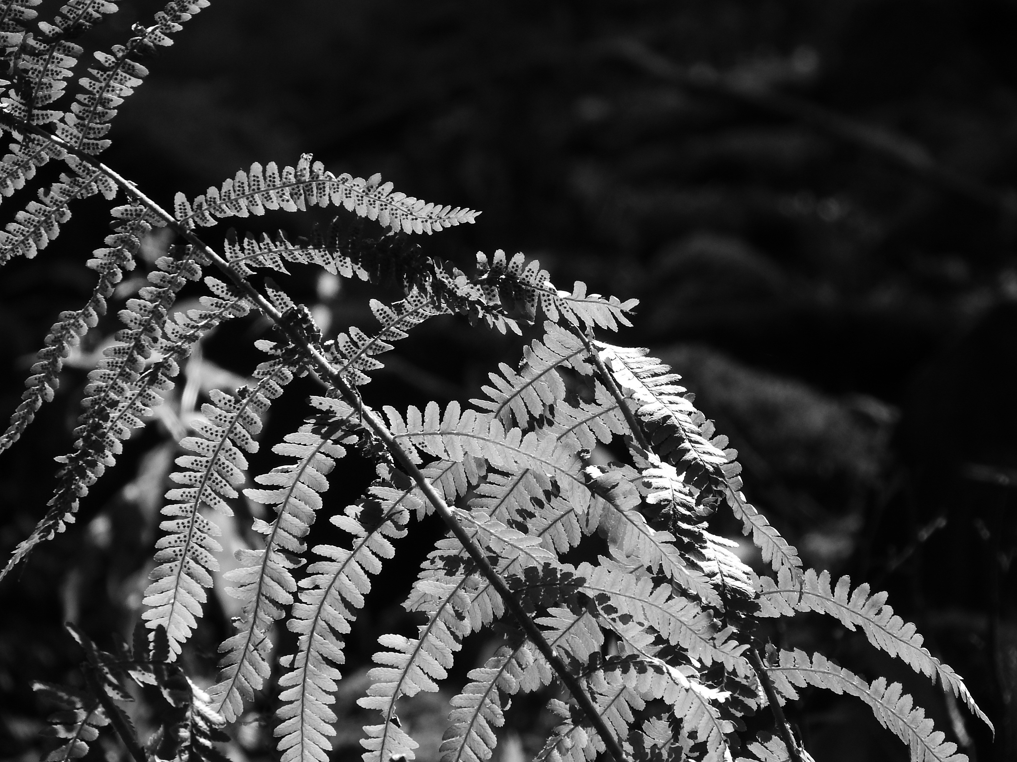 creativity, selective focus, no people, 2K, leaves, textile, celebration, winter, plant part, plant, growth, art and craft, fern, sheet, pattern, focus on foreground, HD Wallpaper