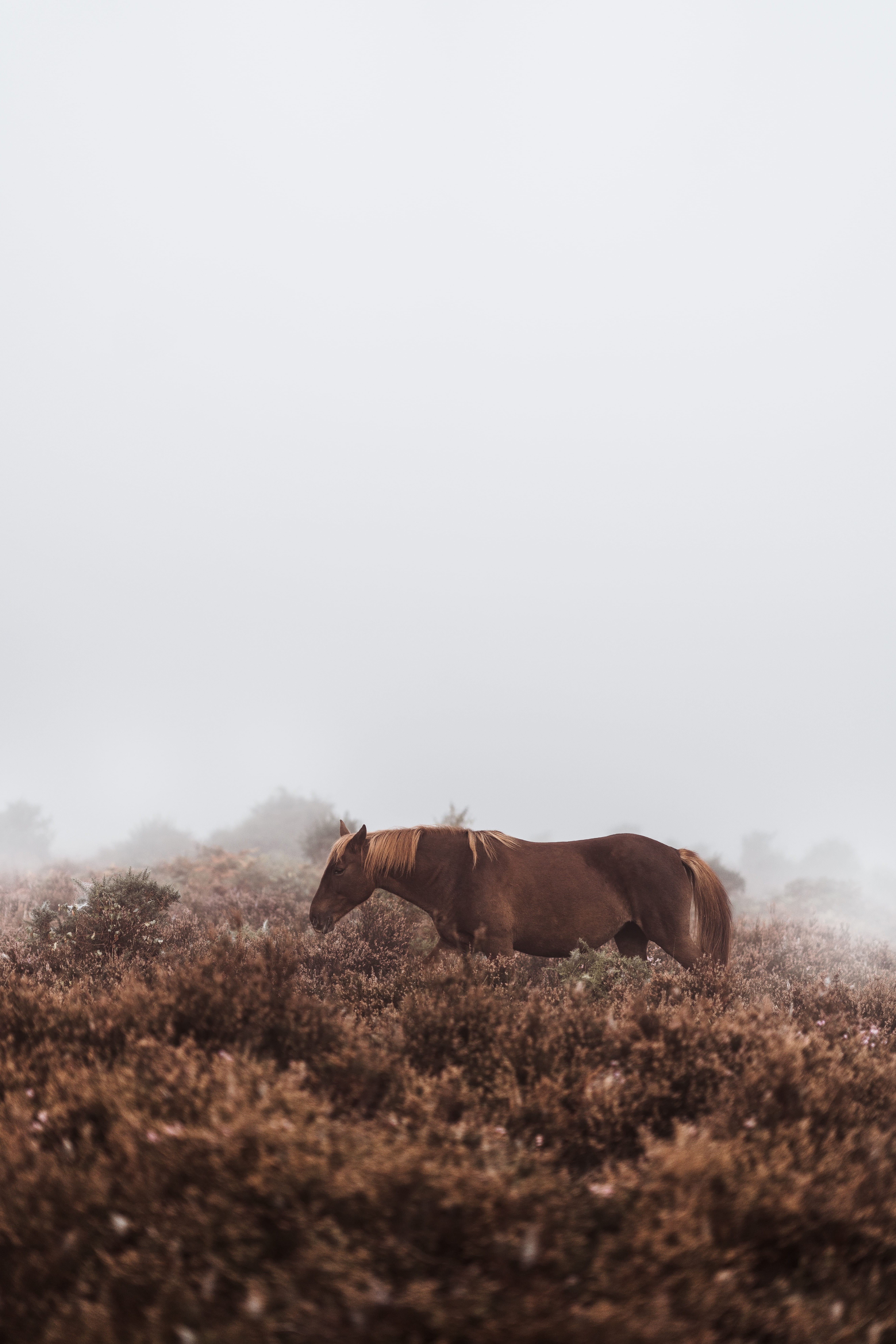 outdoors, mist, tan, horse, grass, summer, mammal, standing, landscape, nature, agriculture, bracken, heather, equine, rural Scene, farm, wild horse, foggy, Phone HD Wallpaper