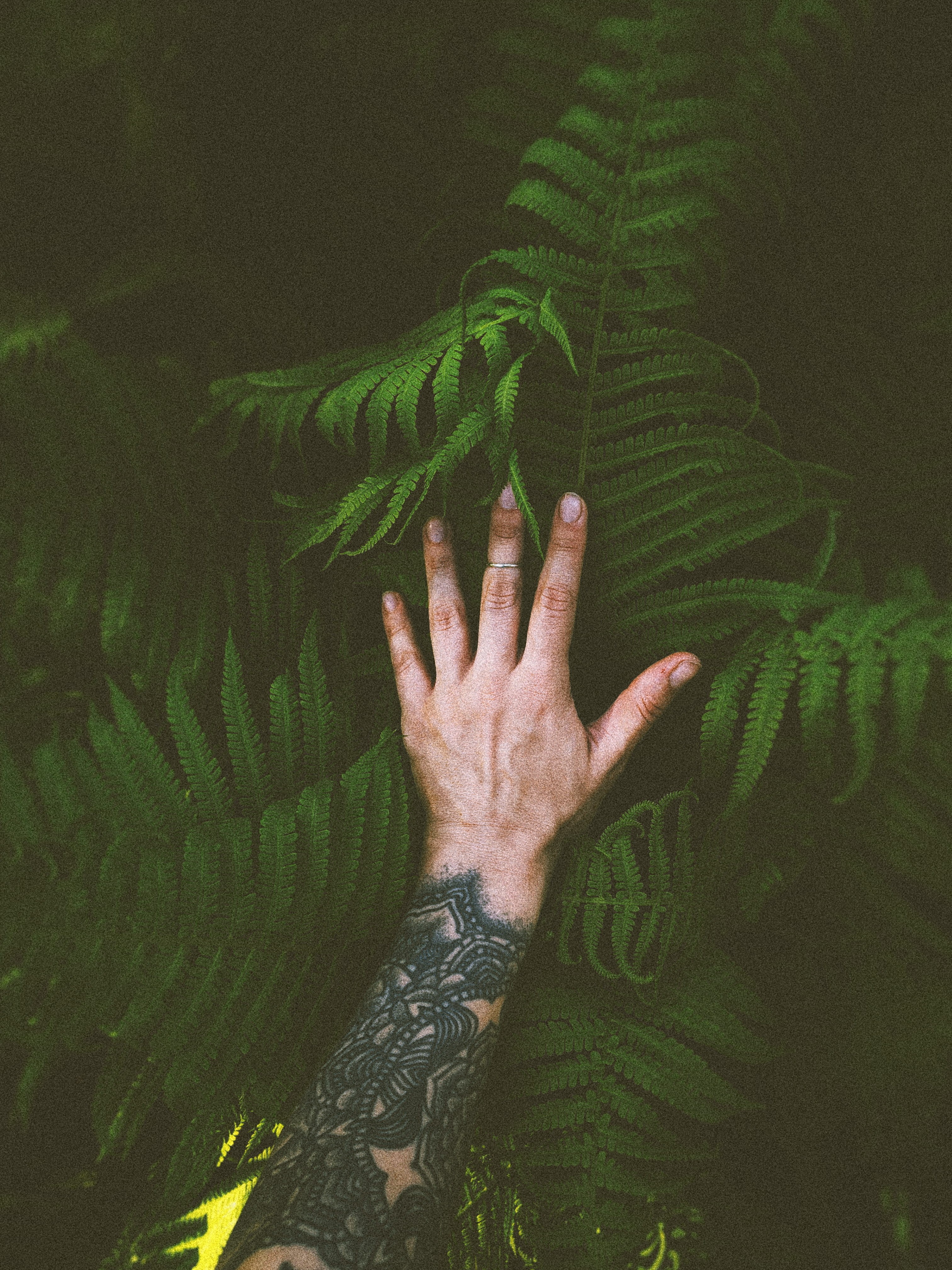 palm, forest, summer, tattoo, dark, green Color, fern, tree, finger, men, plant, human Hand, arm, growth, nature, green, one Person, women, adult, holding, Phone HD Wallpaper