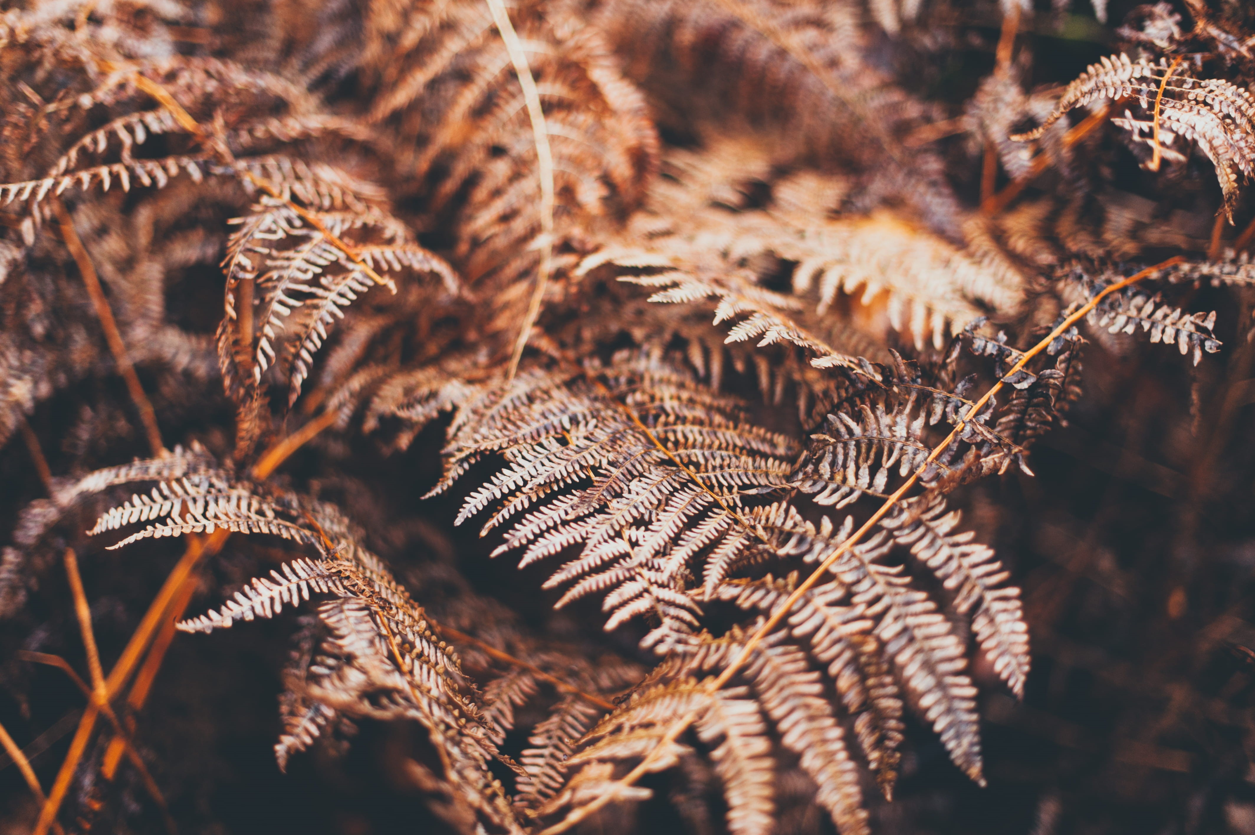day, plant part, brown, bracken, focus on foreground, wild, tranquility, leaf, nature, growth, 4K, warm, sunlight, dry, fragility, botanical, pattern, HD Wallpaper
