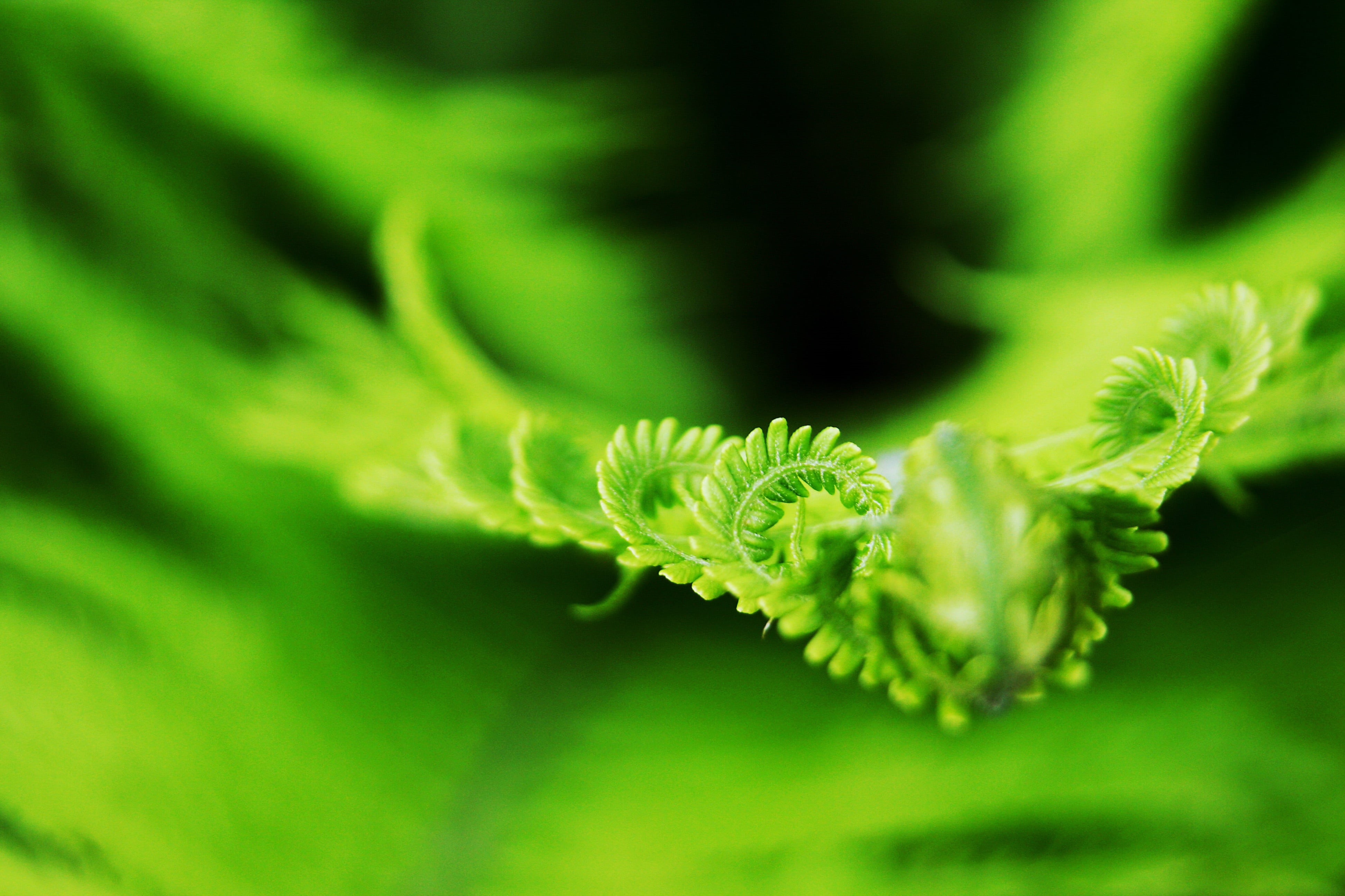 herb, botany, plant, male fern, nature, fragility, food, close-up, plant part, growth, freshness, outdoors, leaf, backgrounds, beauty in nature, 4K, vegetable, HD Wallpaper