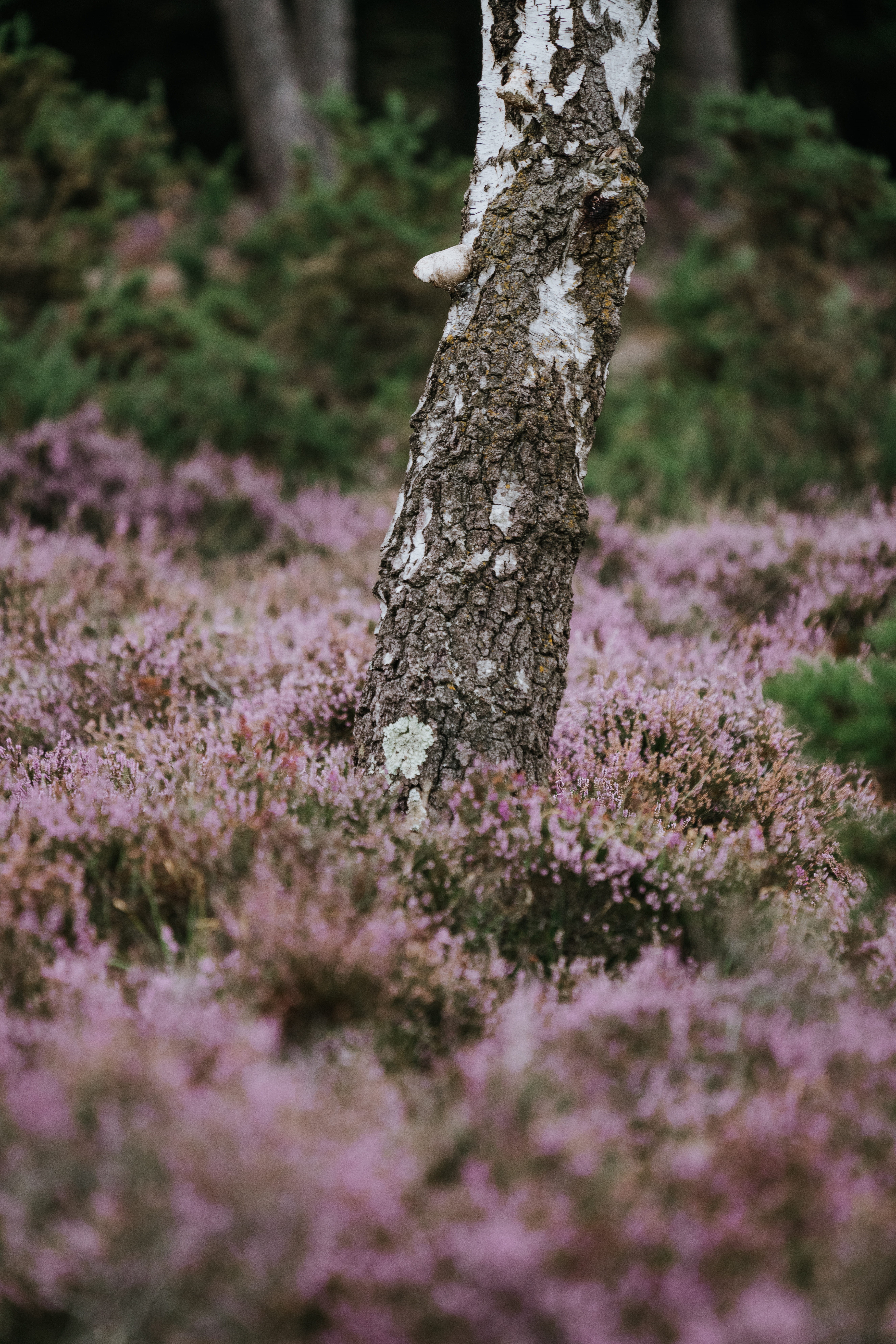 green Color, flowers, 8K, nature, surrounded, bracken, close, beauty In Nature, no People, branch, springtime, season, plant, day, gray, close-up, tree trunk, Phone HD Wallpaper