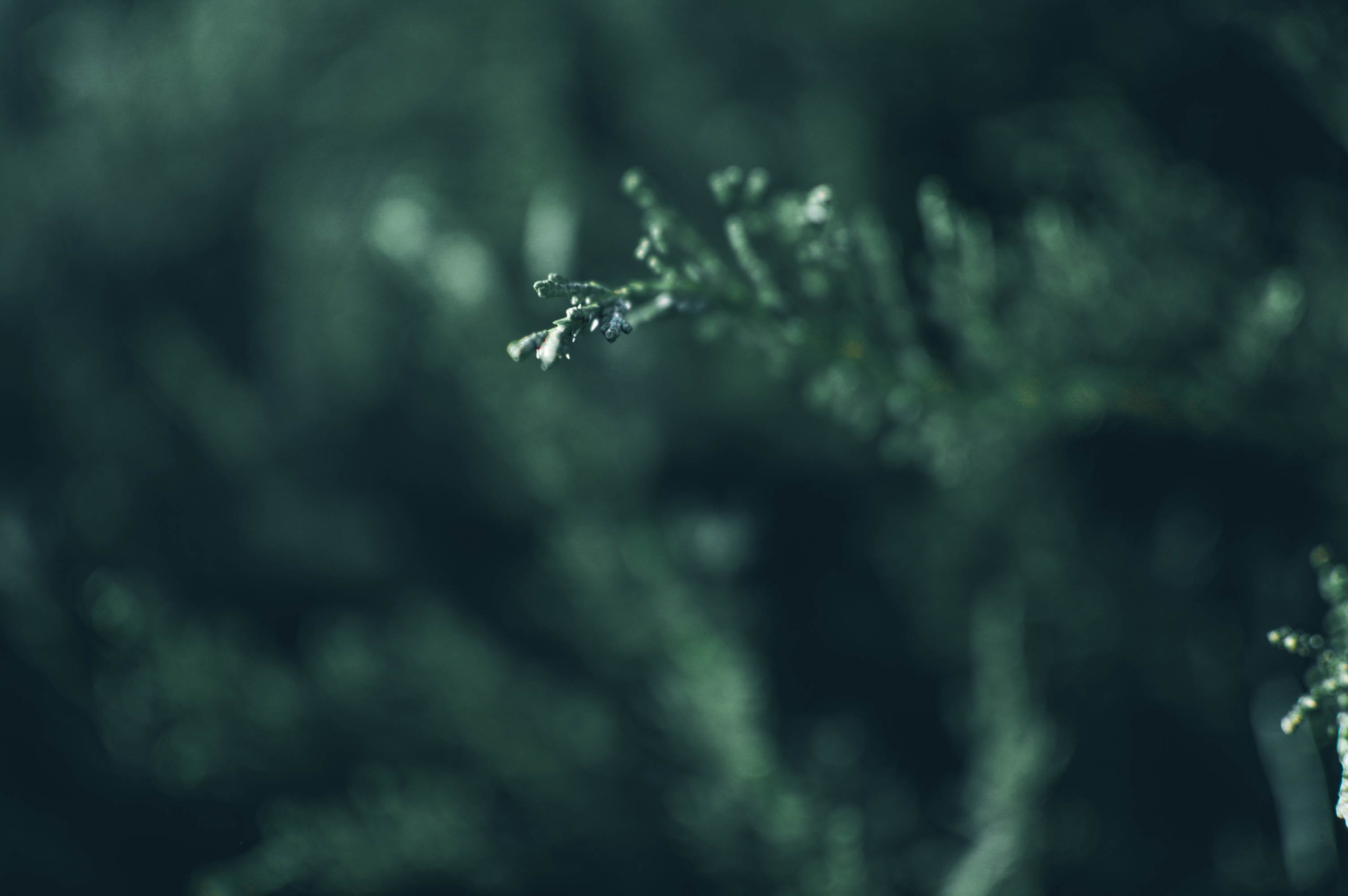 forrest, tranquility, nikon, photo, cold temperature, no people, green, trees, coniferous tree, beauty in nature, close-up, freshness, nature, backgrounds, HD Wallpaper