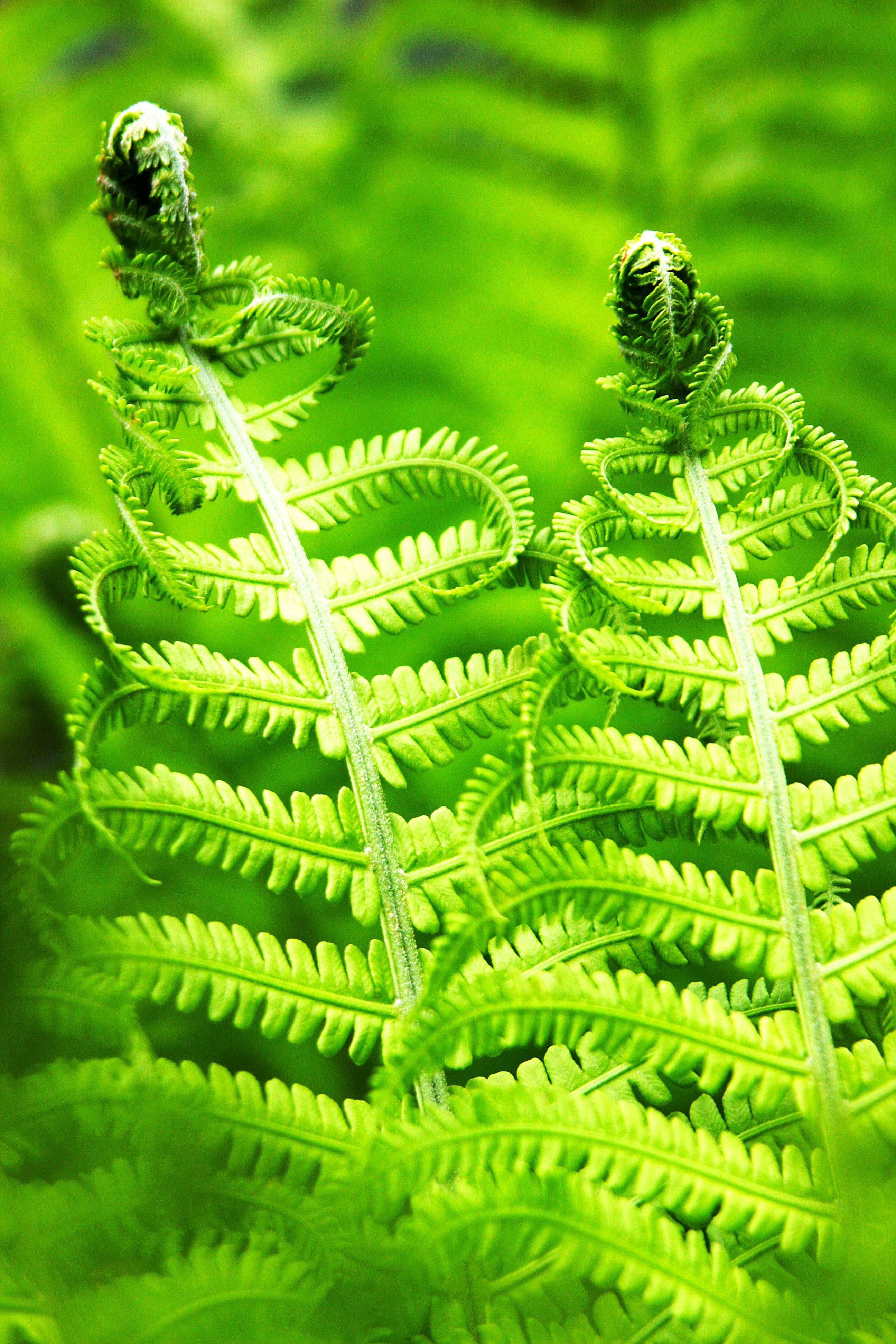 fern, close-up, focus on foreground, vulnerability, tree, day, 4K, nature, outdoors, selective focus, no people, green color, leaf, plant part, male fern, Phone HD Wallpaper