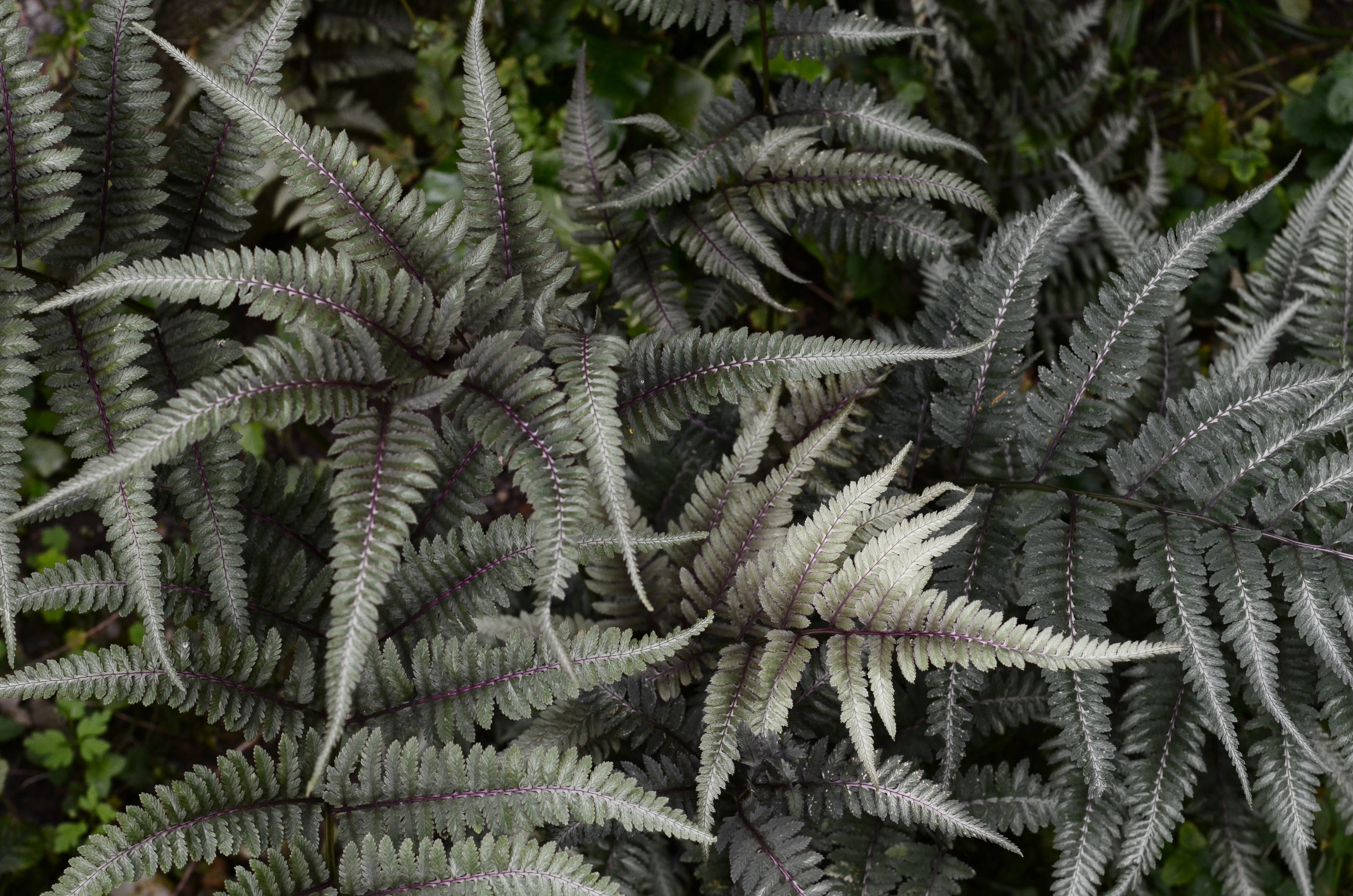 leafed, branch, contrast, botany, green, dull, nofilter, fern, green Color, pattern, 4K, white, closeup, macro, desaturated, forest, tree, basel botanical garden, HD Wallpaper