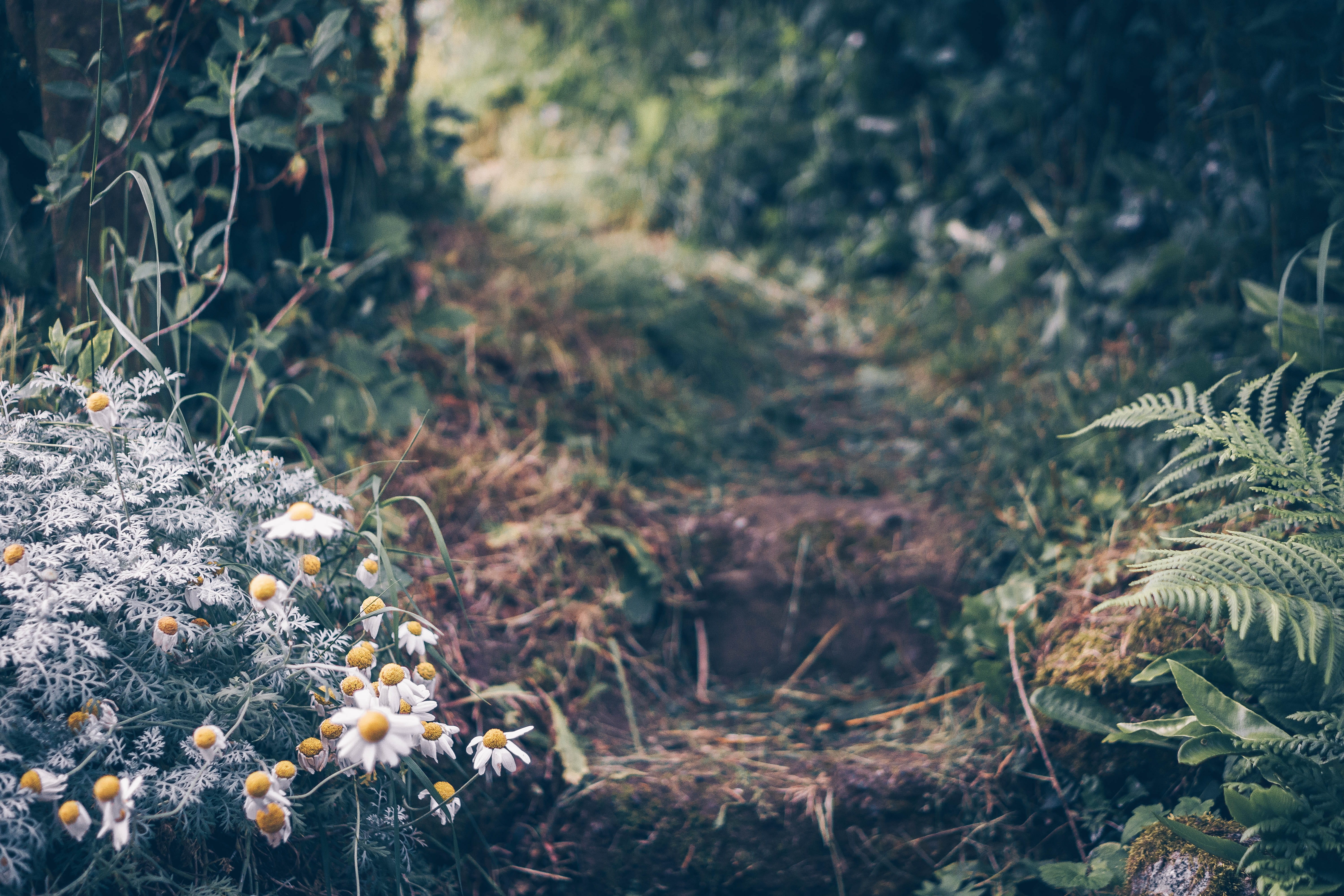 united kingdom, focus on foreground, fragility, day, vulnerability, plant, ferns, field, flowers, tranquility, land, no people, close-up, flower, foliage, HD Wallpaper