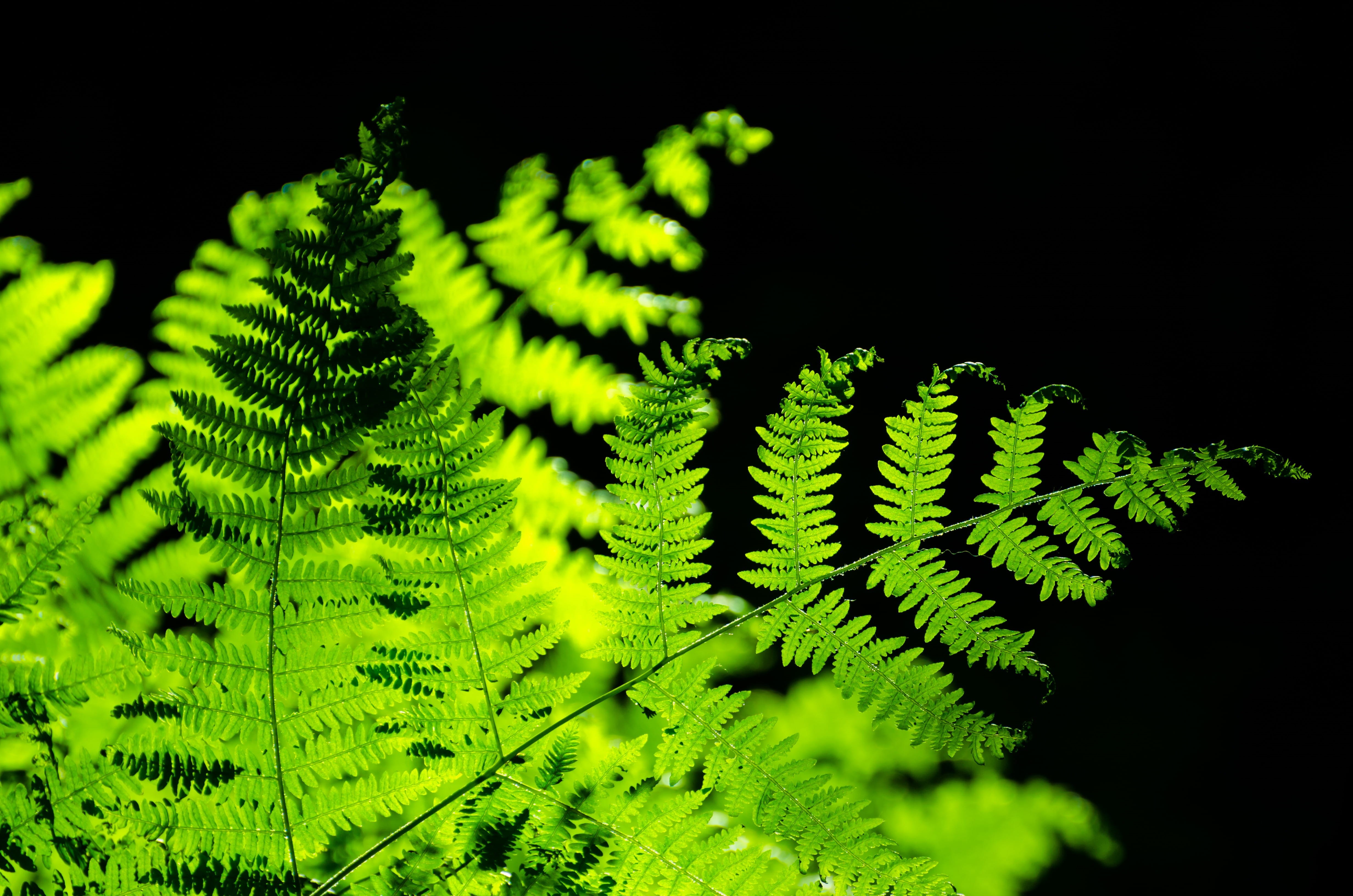 twig, botanic, no people, focus, botanical, background, green, wild, freshness, focus on foreground, season, outdoors, beauty in nature, day, Ferns, close-up, HD Wallpaper