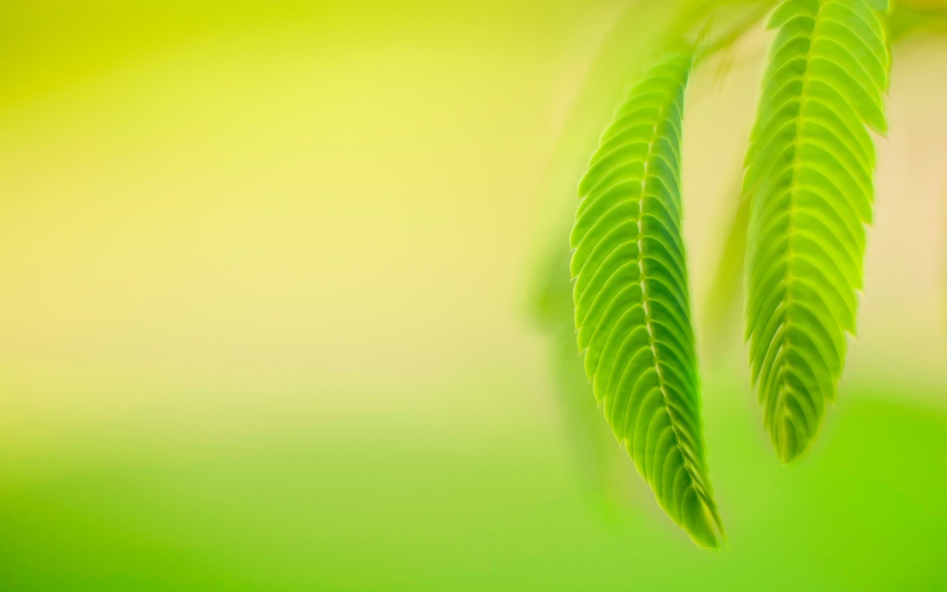 leaves, windows, palm leaf, foliage, growth, leaf, studio shot, plant part, widescree, green, land, plant, backgrounds, frond, close-up, 1080P, beauty in nature, HD Wallpaper
