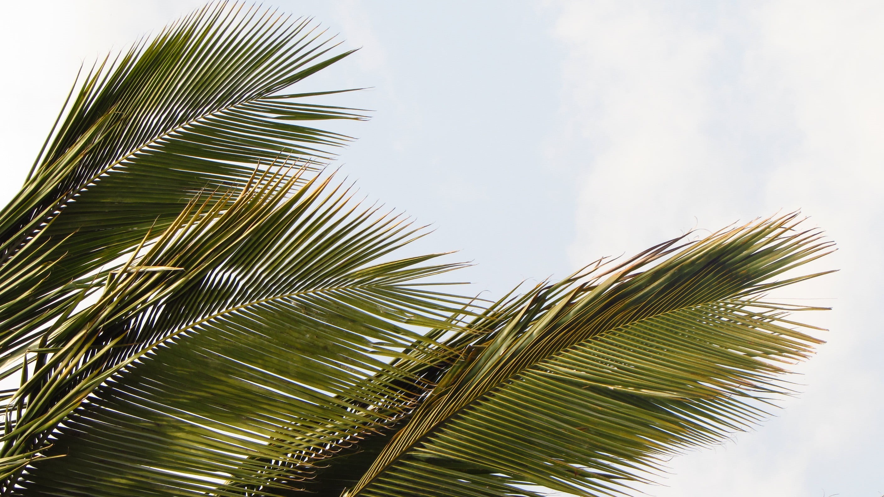 no people, tropical tree, sunlight, beauty in nature, rainforest, tranquility, palm leaf, coniferous tree, leaf, frond, 2K, coconut palm tree, plant, green, HD Wallpaper