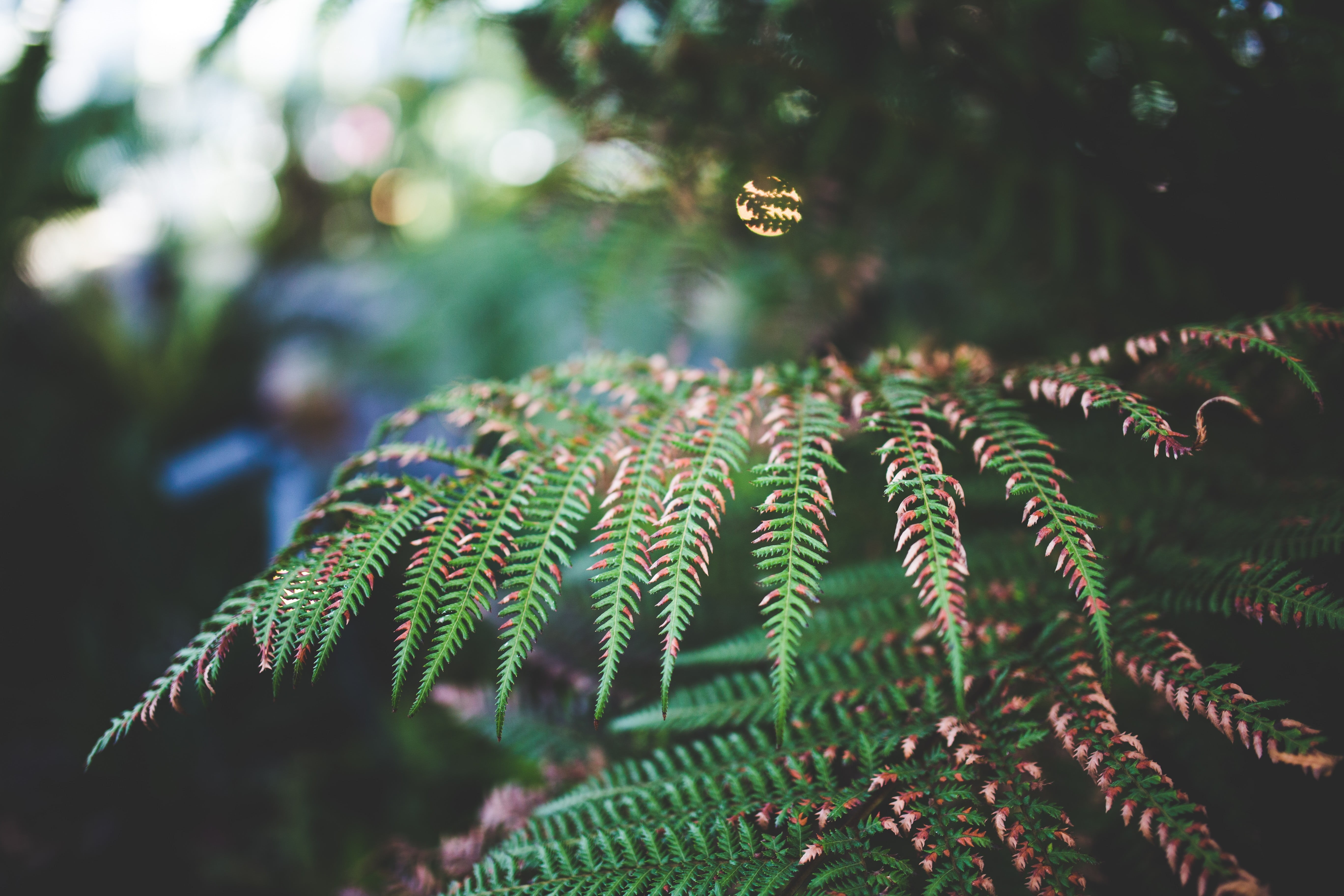 coniferous tree, close-up, plant part, backgrounds, summer, fall, branch, leafed, photography, green Color, leaves, pattern, focus, fragility, bokeh, beauty In Nature, HD Wallpaper