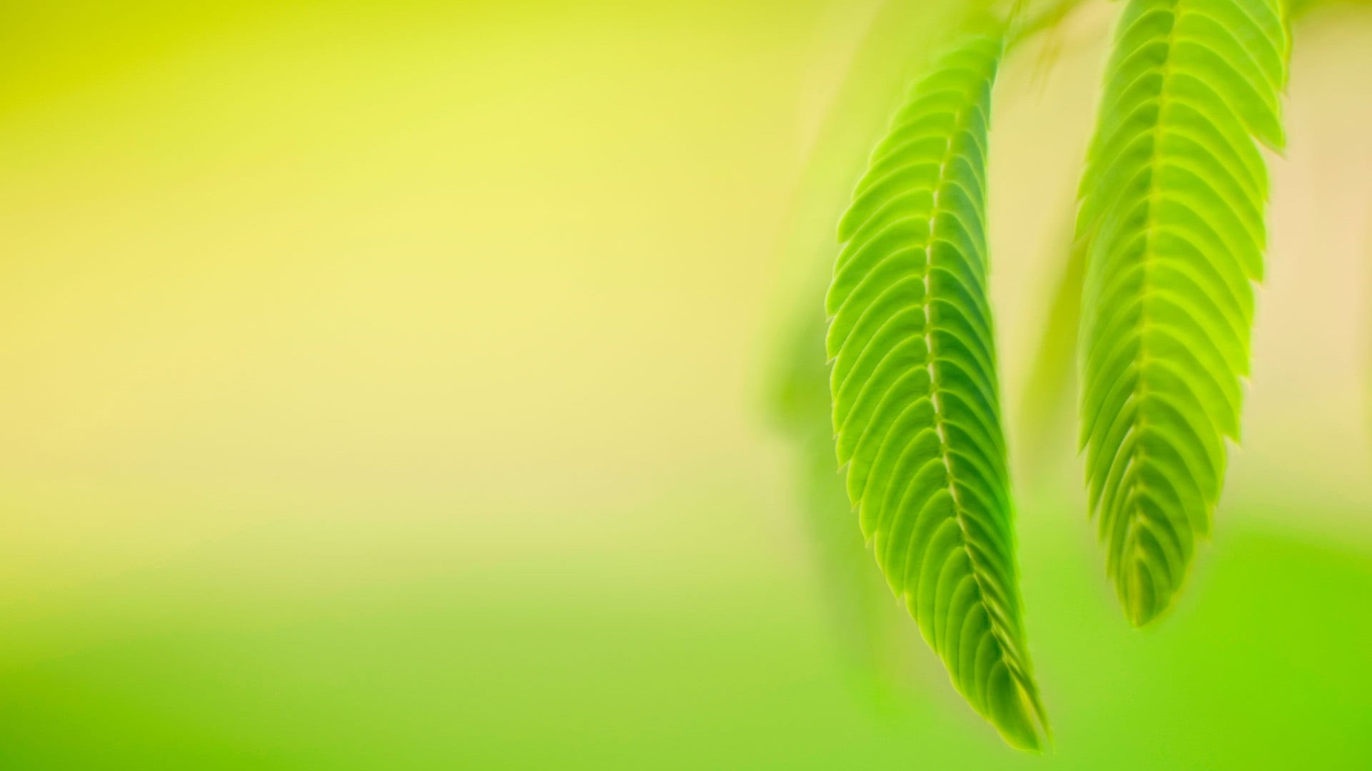 pattern, lawn, colored background, natural, leaf, palm tree, tropical climate, close-up, nature, sun, greenery, life, season, palm leaf, grow, plant, silhouette, HD Wallpaper