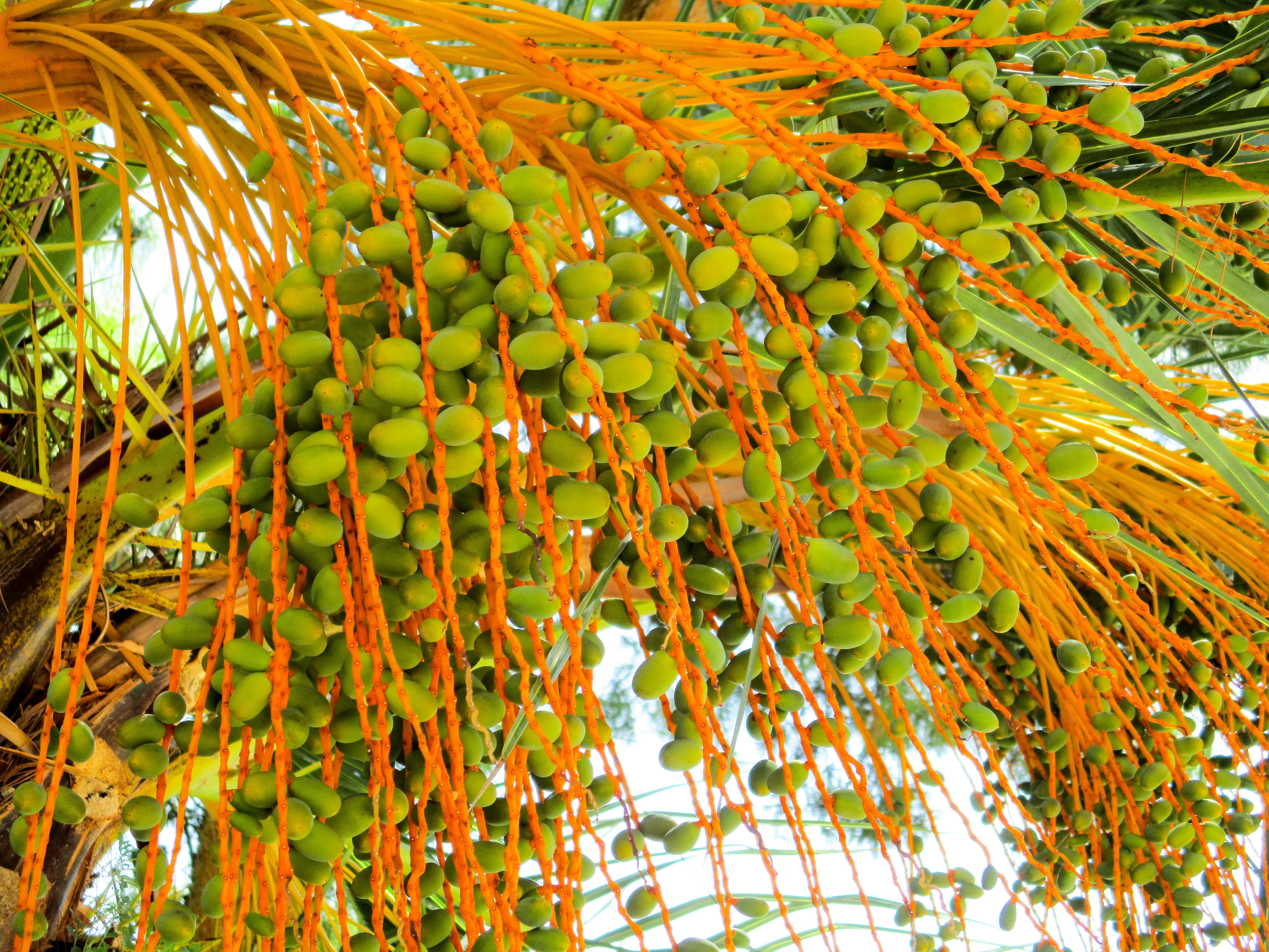 plant part, food, tree, orange color, nature, beauty in nature, change, 5K, fruits, palm, leaves, healthy eating, seeds, exotic, outdoors, frond, autumn, HD Wallpaper