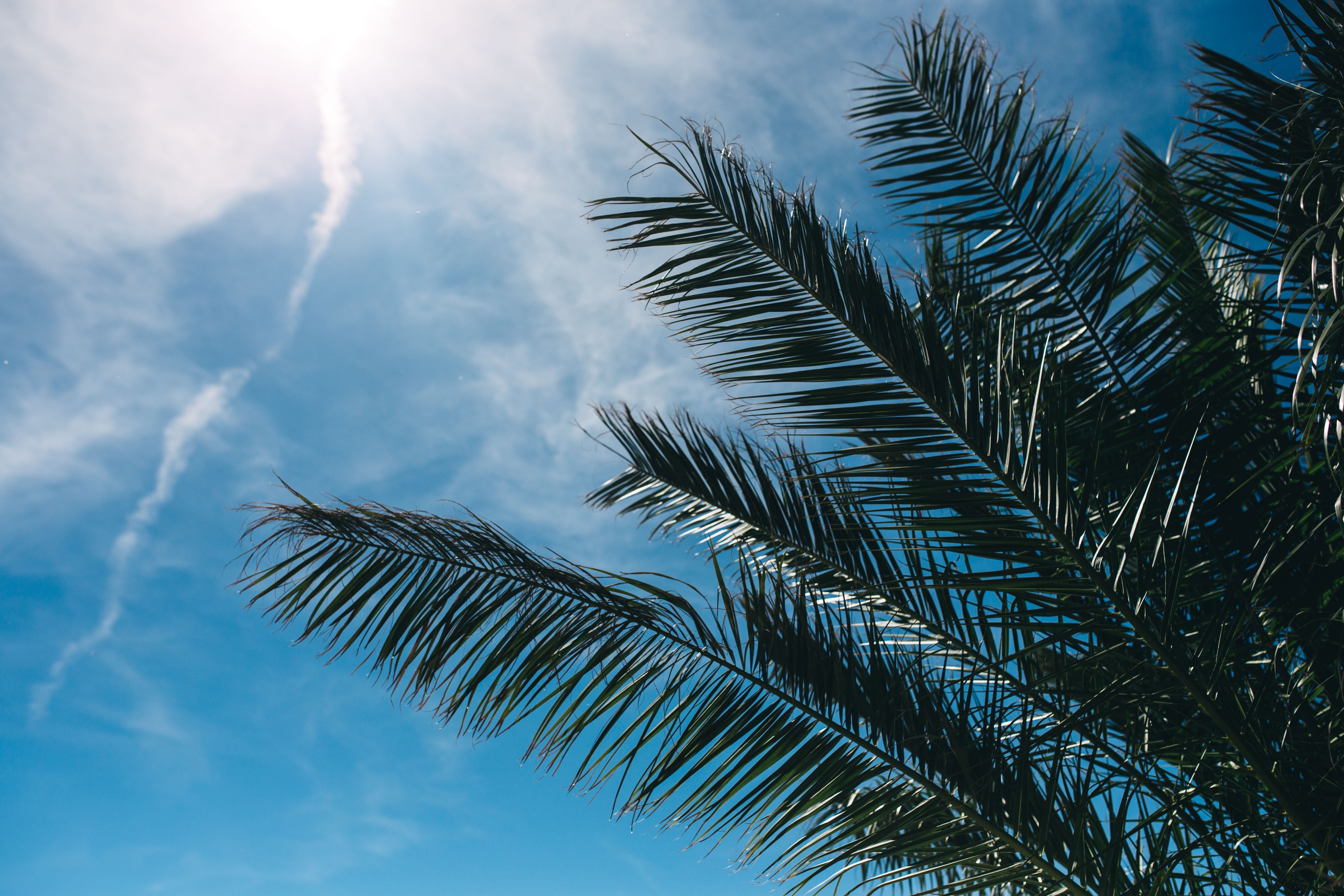 cloud - Sky, sago palm, palm, coconut Palm Tree, tranquility, tropical Climate, summer, plant, outdoors, no People, plant part, sky, palm Tree, tree, tropical, HD Wallpaper