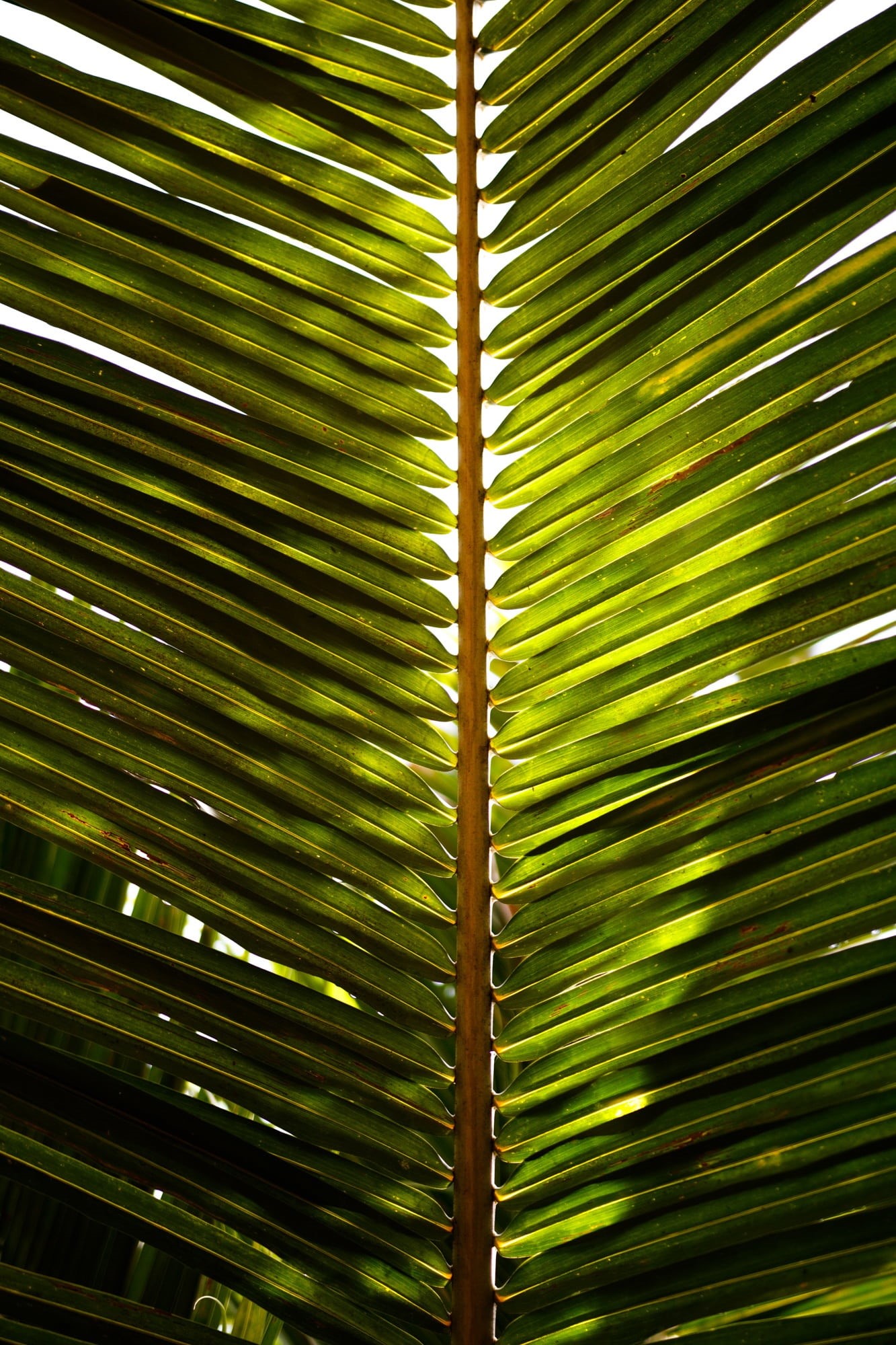 close-up, leaf, green, 1080P, growth, plant part, no people, pattern, natural pattern, coconut, full frame, leaves, tree, bamboo - plant, beauty in nature, Phone HD Wallpaper