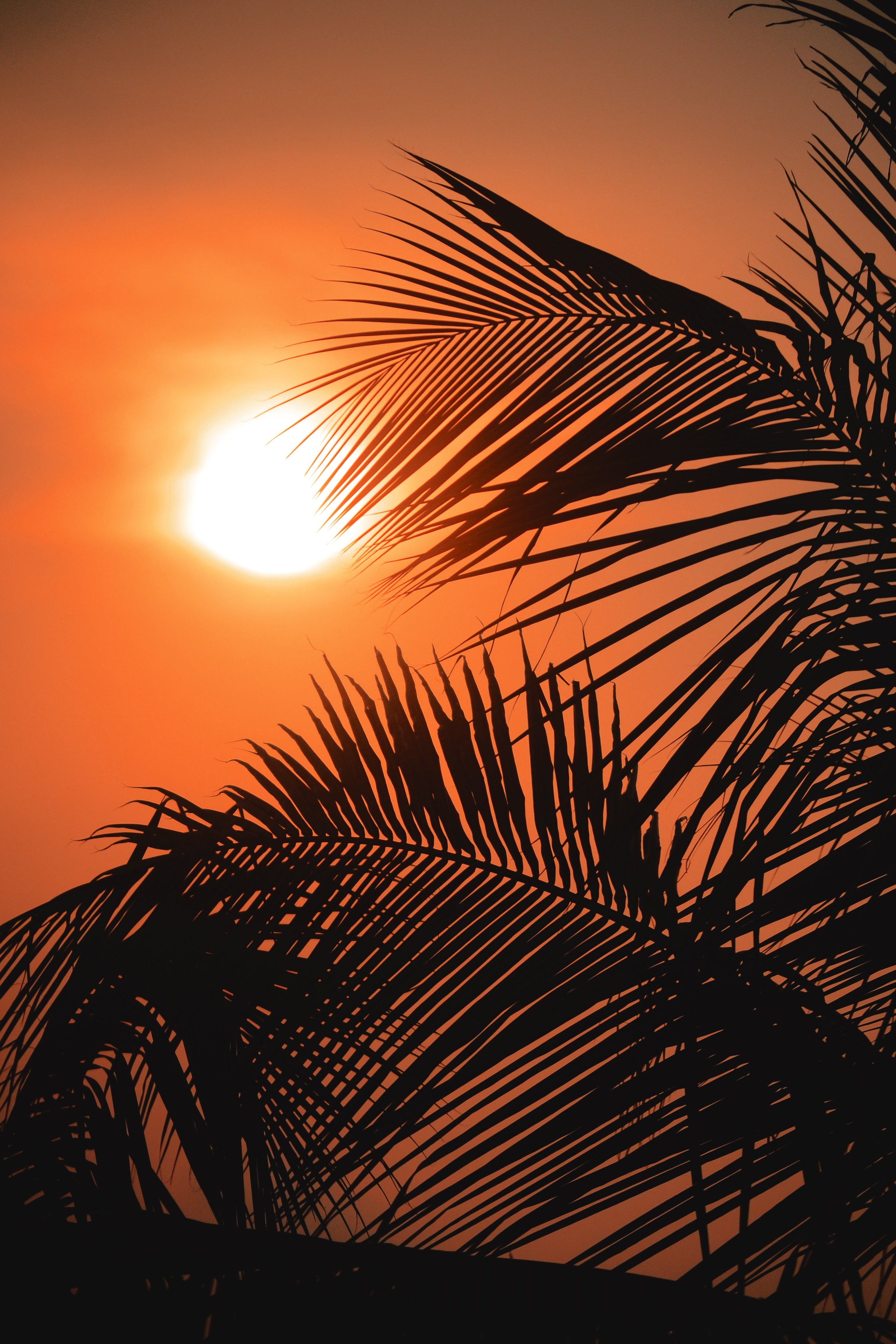 4K, tropical climate, outlines, tree, outdoors, nature, frond, sunlight, no people, sunset, plant, tranquility, beauty in nature, lens flare, sun, back lit, Phone HD Wallpaper