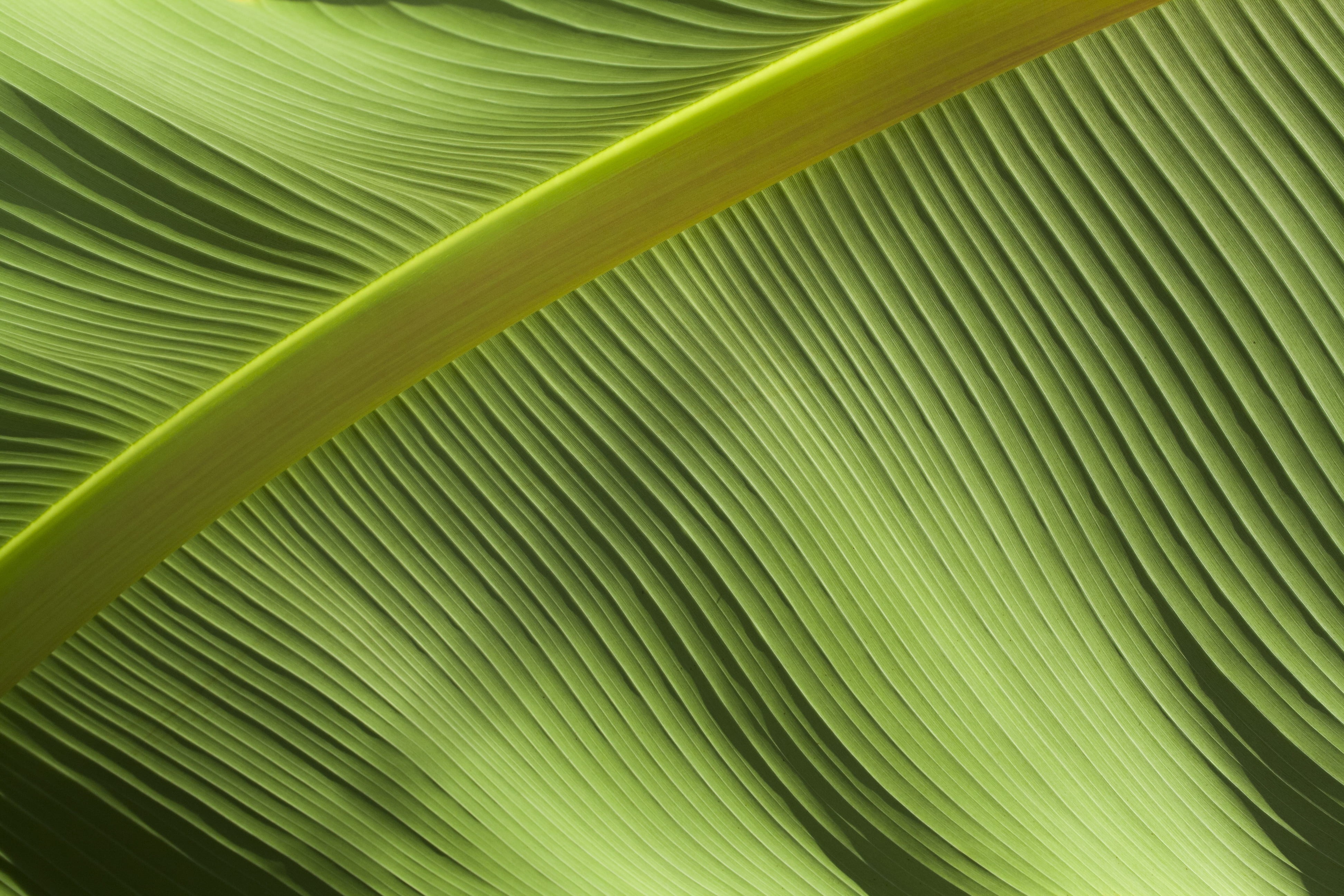 green color, textured effect, plant, untitled, tropical, frond, full frame, leafe, line, palm leaf, plant part, 4K, textured, leaves, leaf, palm tree, HD Wallpaper