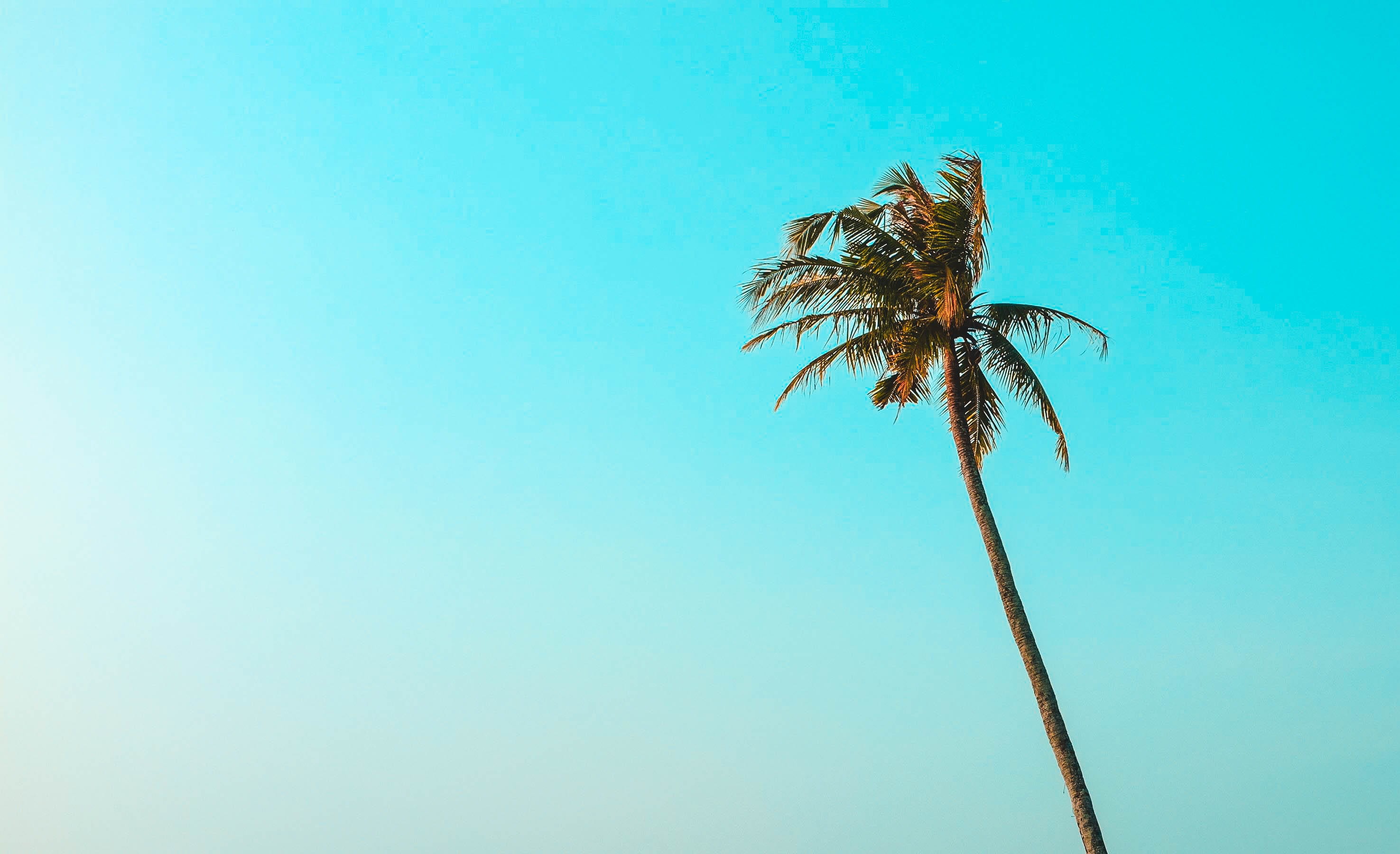 turquoise colored, simple, beauty in nature, sky, photography, angle, low angle view, clear sky, relaxation, animal wildlife, green, sunlight, HD Wallpaper