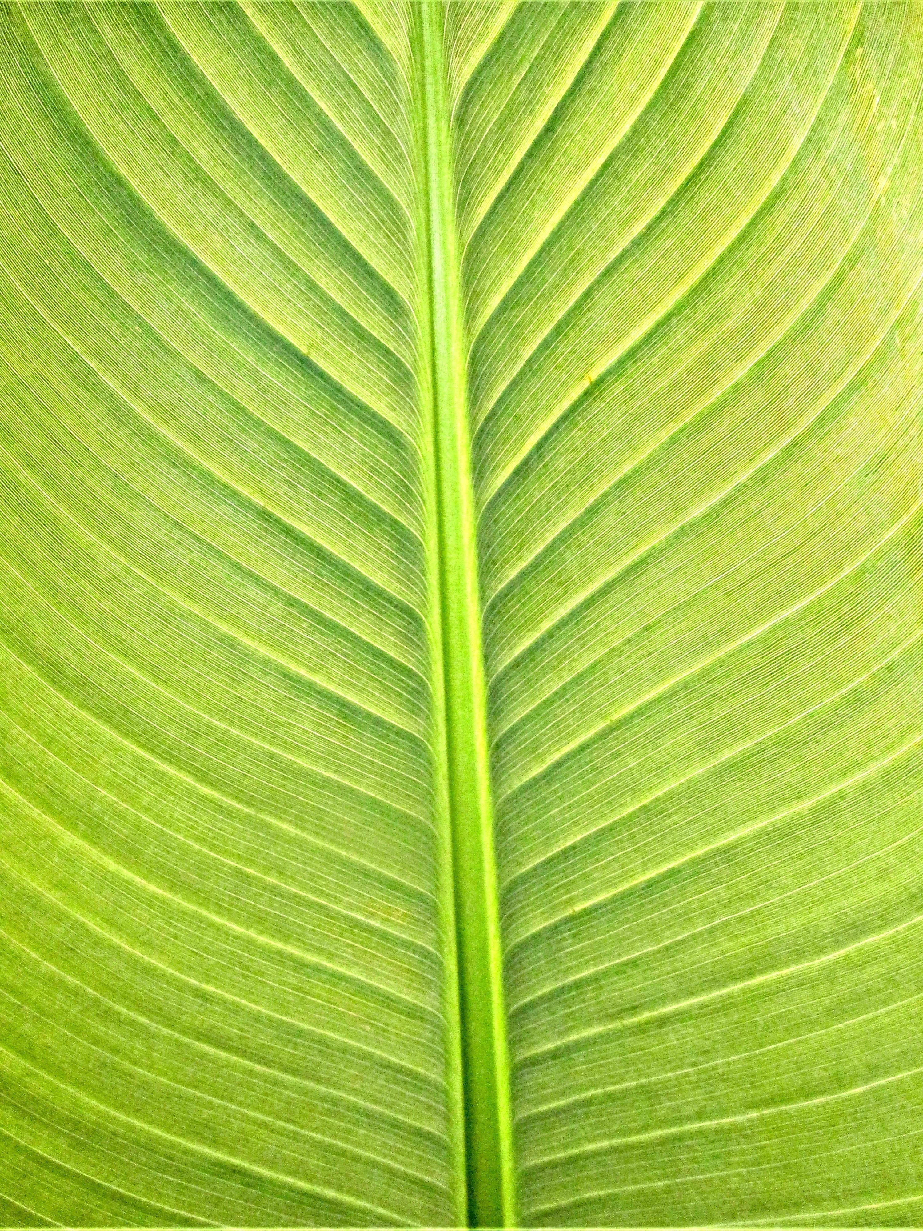 frond, leaves, texture, backgrounds, banana leaf, brightly lit, plant part, outdoors, full frame, palm leaf, plant, nature, 4K, textured, close-up, beauty in nature, Phone HD Wallpaper