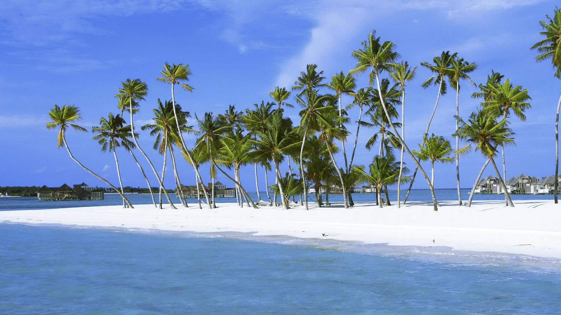 nature, clouds, 1080P, fronds, 3d and abstract, white, sand, beach, palm trees, green, trunks, ocean, HD Wallpaper