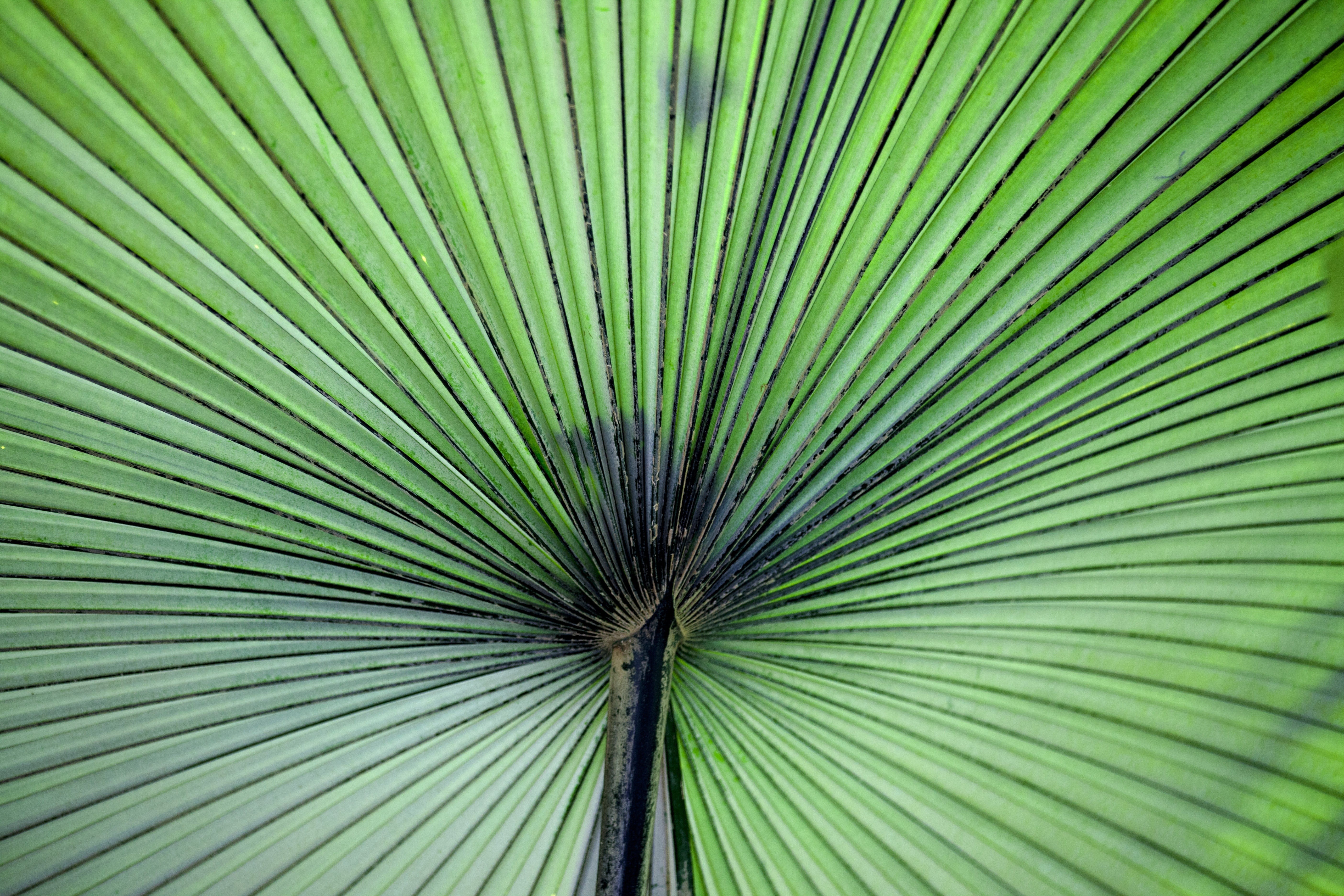 nature, abstract, backgrounds, palm leaf, fan, macro, natural pattern, outdoors, full frame, day, 5K, close-up, abstract backgrounds, fanned out, rainforest, HD Wallpaper