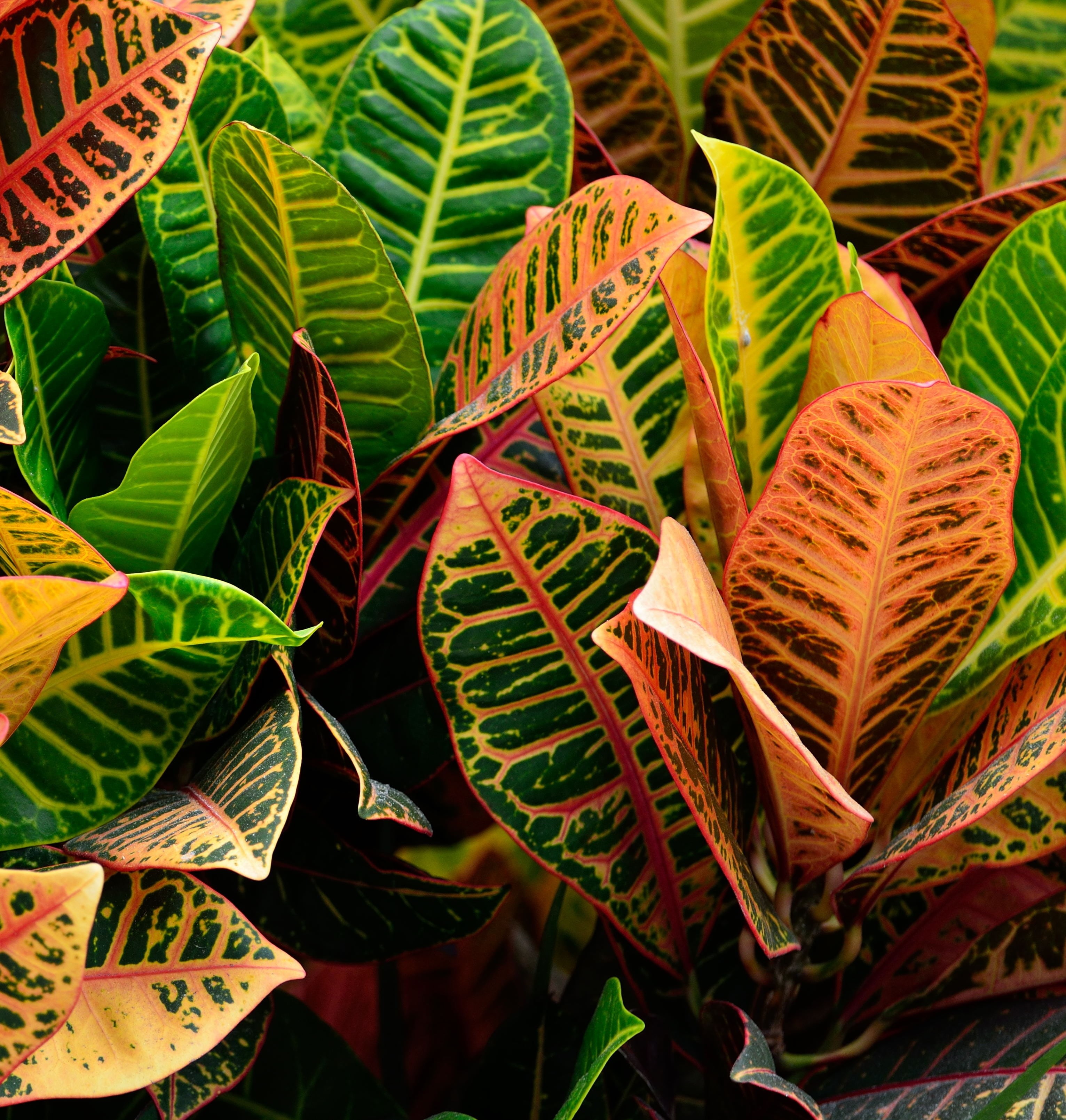 flora, decoration, green color, growing, outdoors, no people, high angle view, selective, houseplant, 2K, decorative, day, natural, yellow, decor, close-up, Phone HD Wallpaper