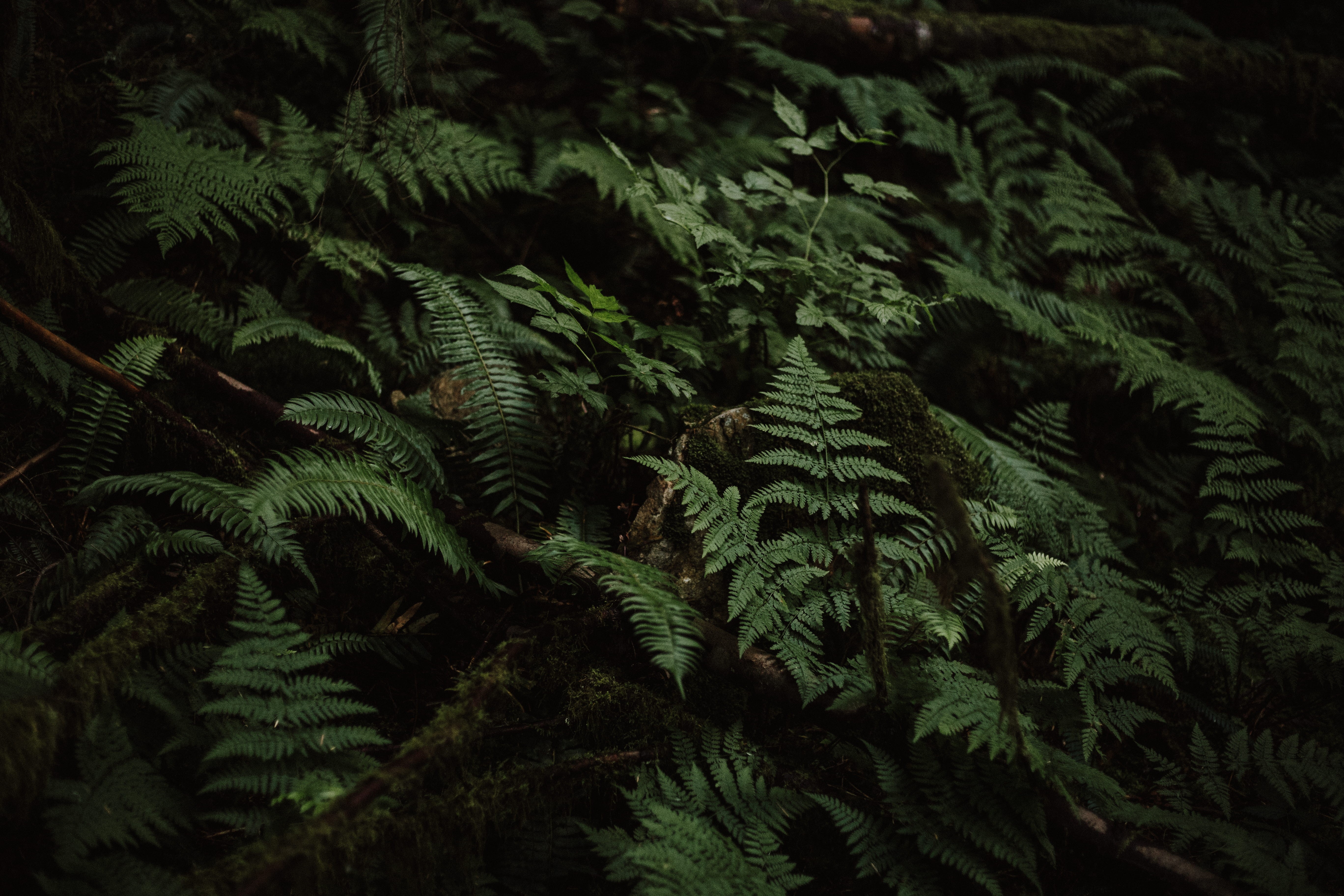 high angle view, growth, backgrounds, tree, land, coniferous tree, full frame, 5K, dark, leafe, grow, beauty in nature, forest, wood, no people, fern, HD Wallpaper