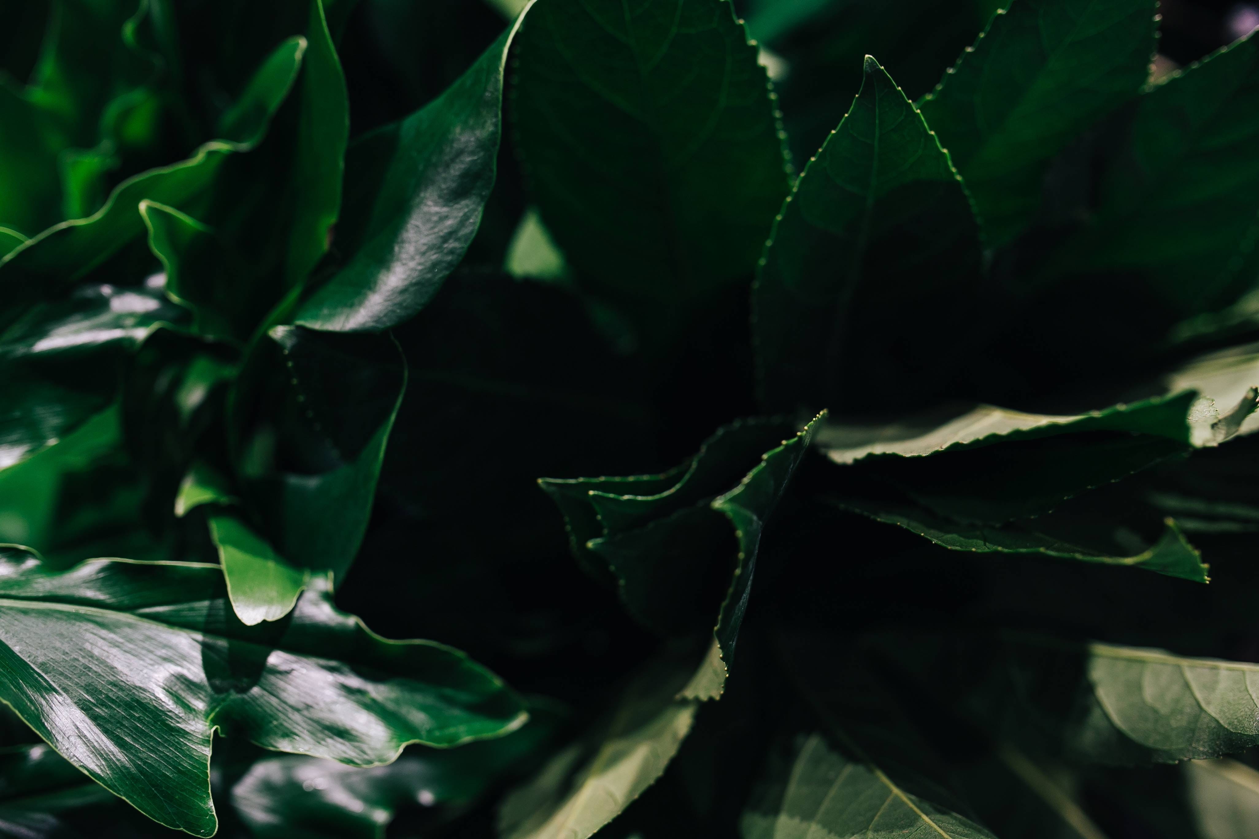 outdoors, food, food and drink, plant part, abstract, no people, backgrounds, green, 4K, green plant, selective focus, full frame, leaves, tranquility, HD Wallpaper