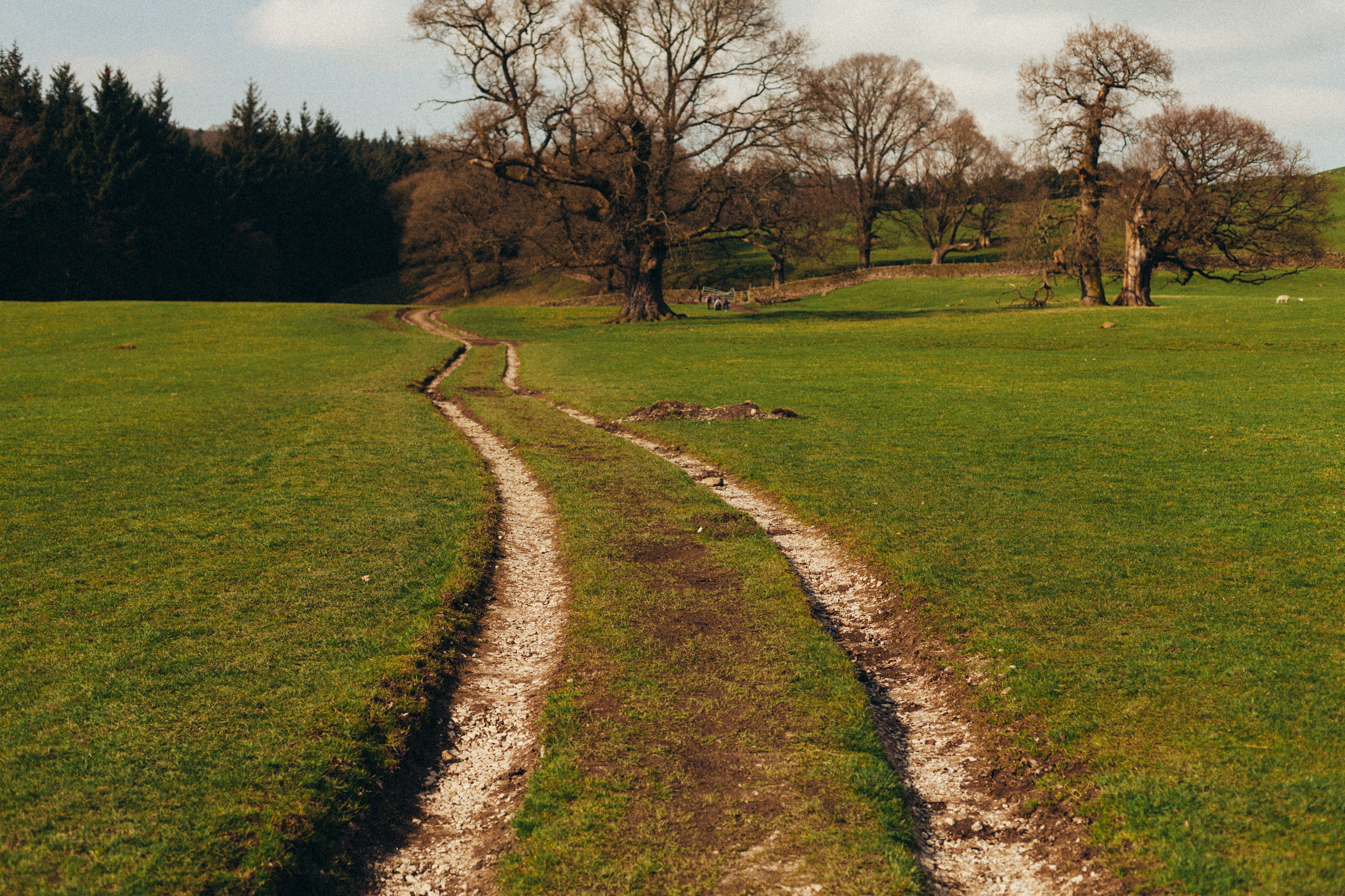 england, trail, no people, united kingdom, tranquility, plant, growth, field, countryside, yorkshire, green color, track, landscape, sky, tree, sheep, uk, HD Wallpaper