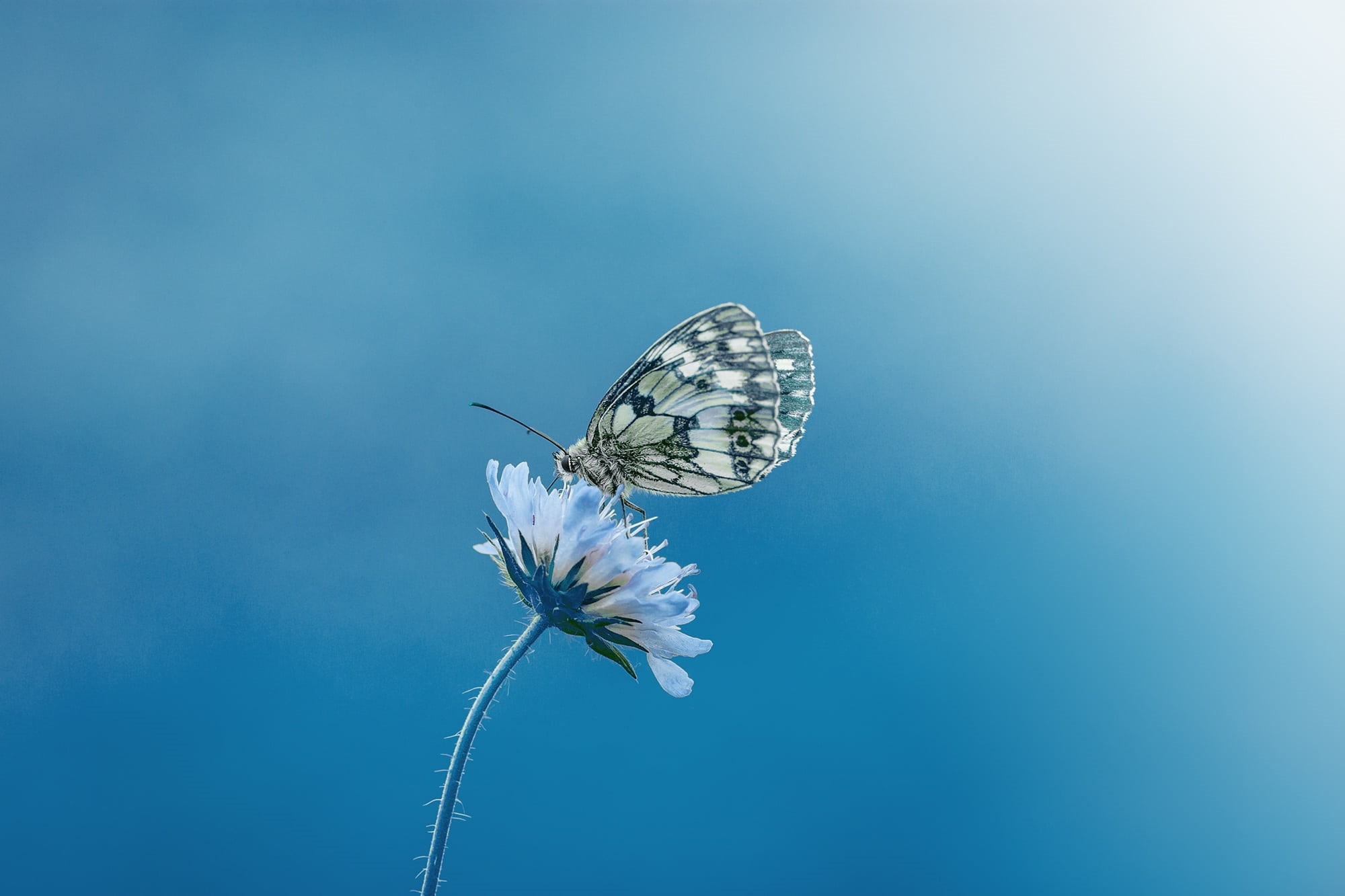 animal, animals in the wild, butterfly, blue background, vulnerability, bloom, no people, perched, animal themes, animal wing, flower, sky, pollination, HD Wallpaper