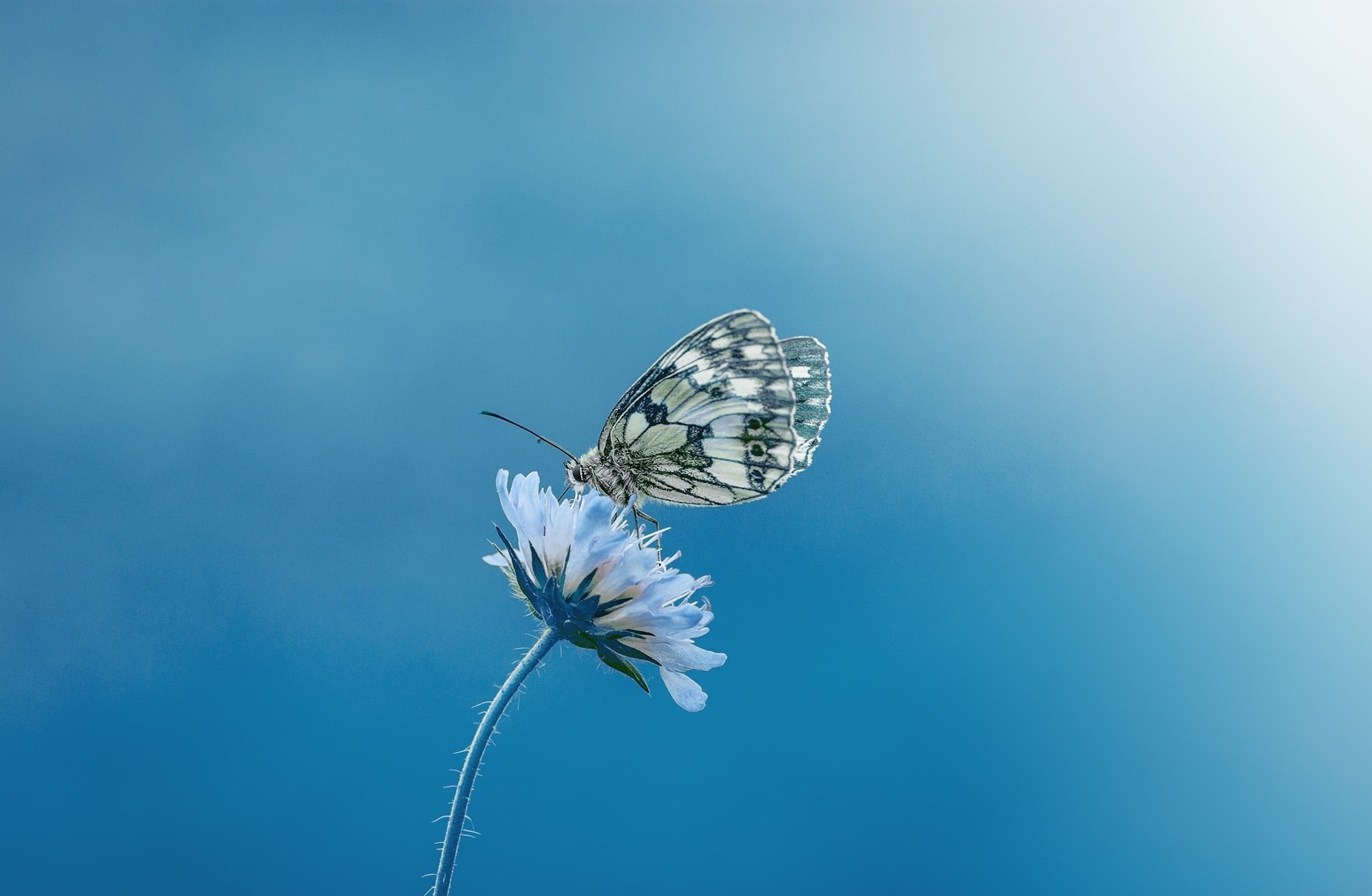 butterfly - insect, invertebrate, 1080P, plant, pollination, animal themes, freshness, petal, flower head, Flower, Blossom, Butterfly, close-up, Bloom, HD Wallpaper