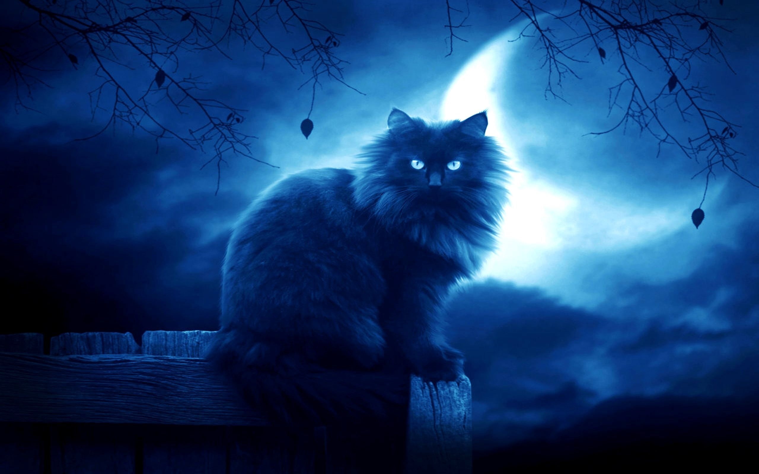 beautiful, halloween, gray, horror, pets, mammal, cat, animal, moon, silhouette, tree, looking, beauty In Nature, kitten, contemplation, domestic animals, HD Wallpaper
