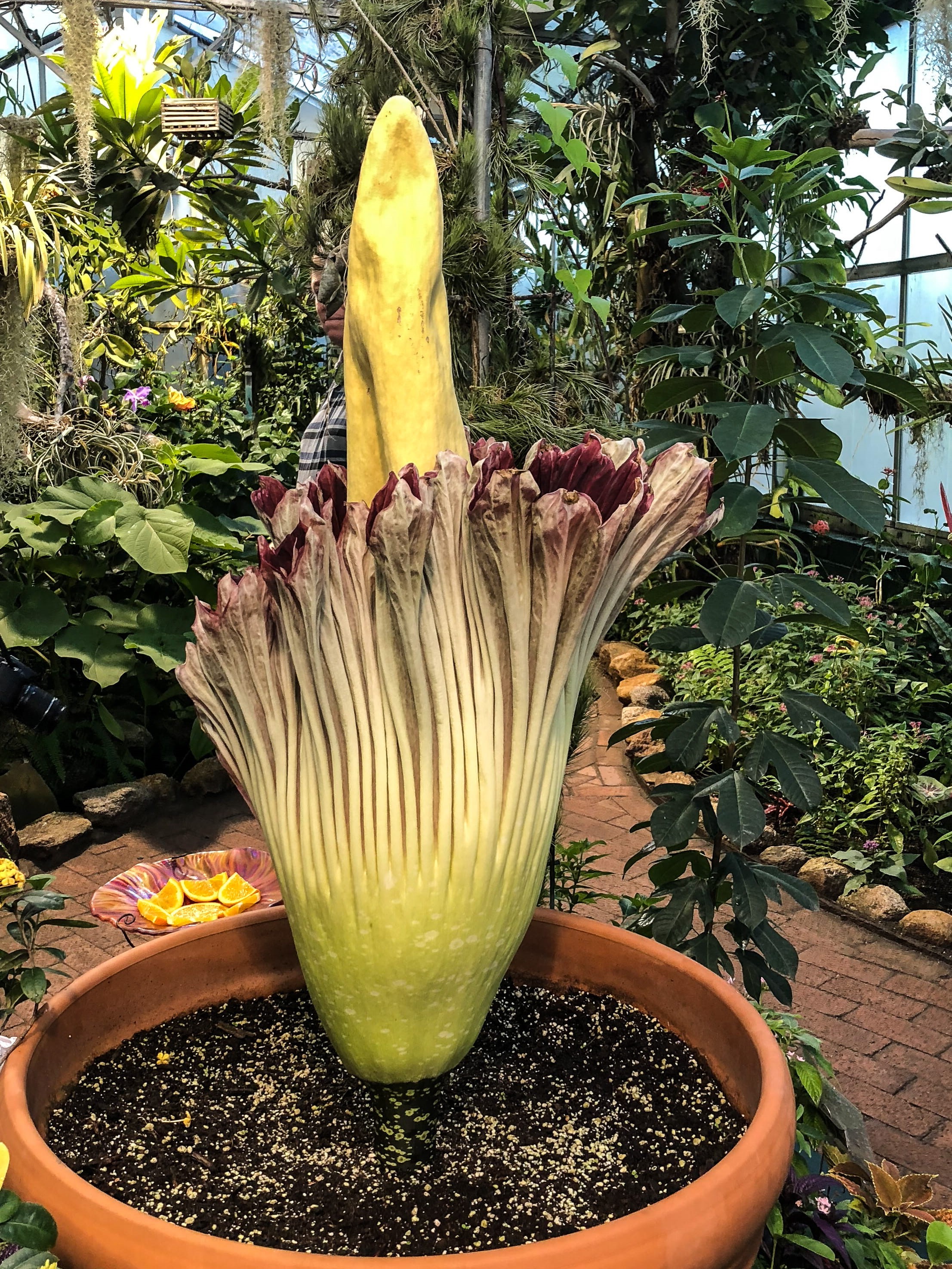 titan, titan arum, corpse, front or back yard, new, garden, houseplant, blooming corpse flower, blossom, 2K, rare, blooming titan arum, forest, titanum, Phone HD Wallpaper