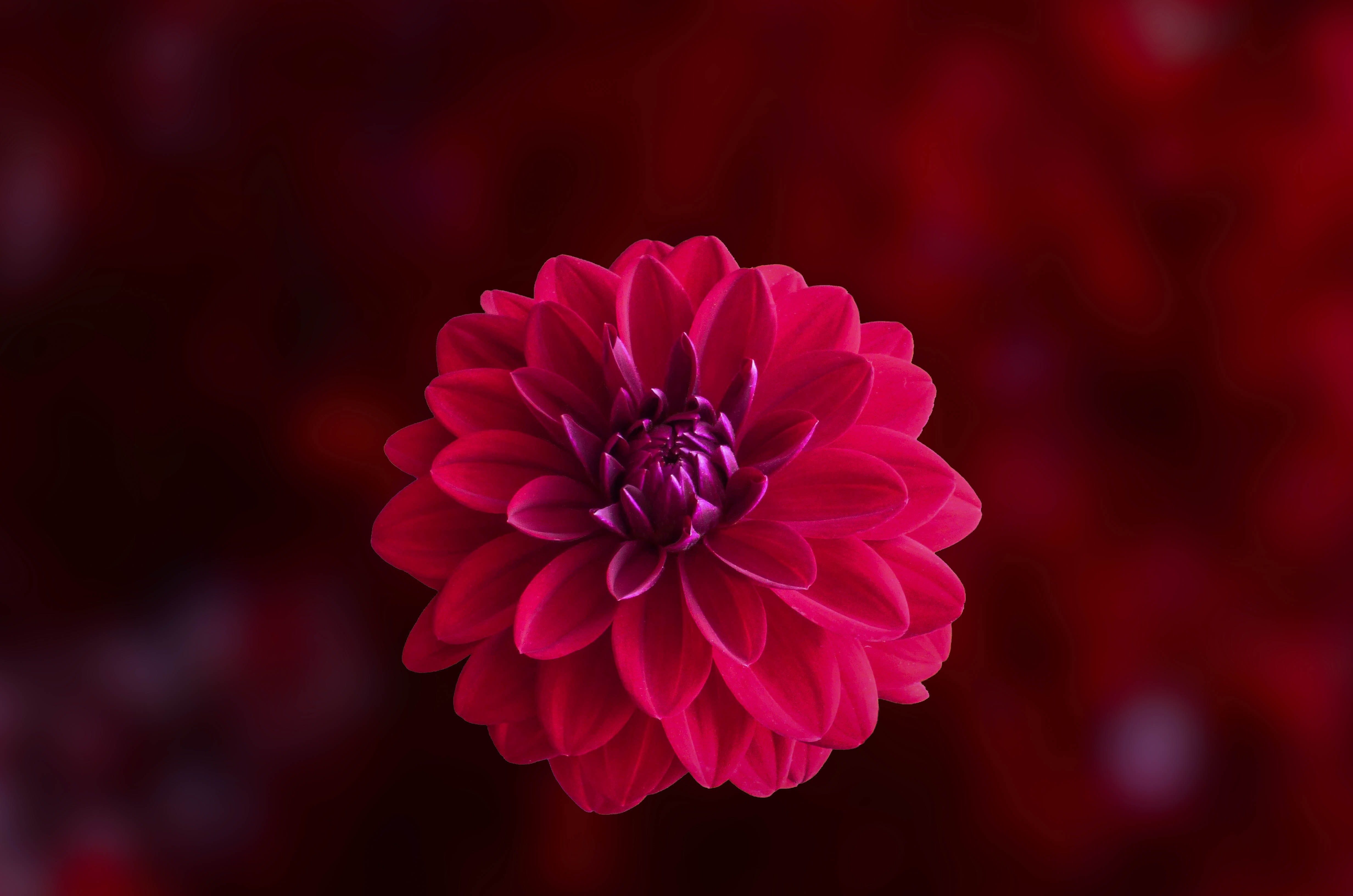 inflorescence, pink, photo, mac, outdoors, plant, focus on foreground, fragility, flower, red, close, growth, flowering plant, flora, HD Wallpaper