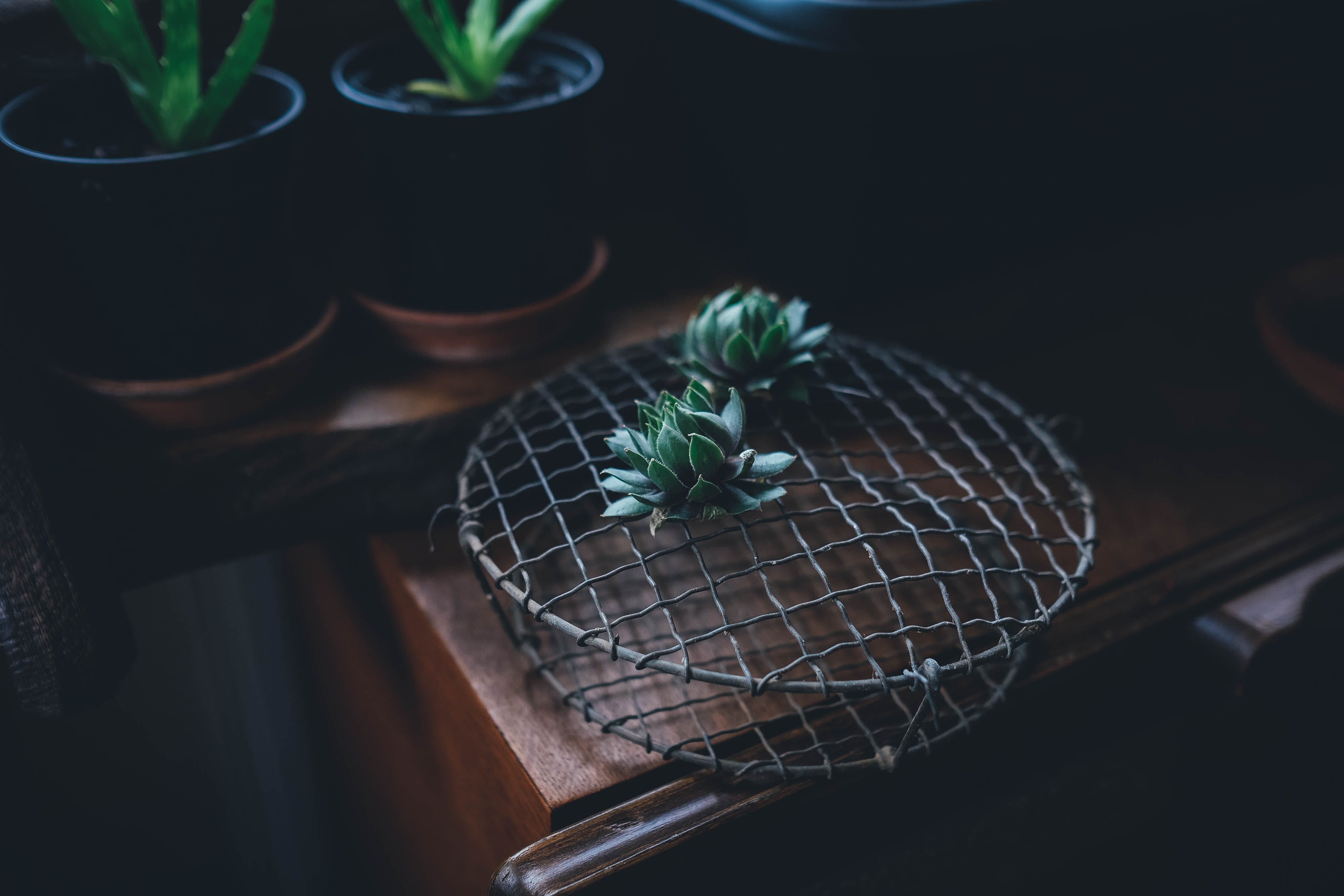 house plant, table, indoors, leaf, succulent plant, mint leaf - culinary, metal, selective focus, houseplant, container, photography, plant, plant part, HD Wallpaper