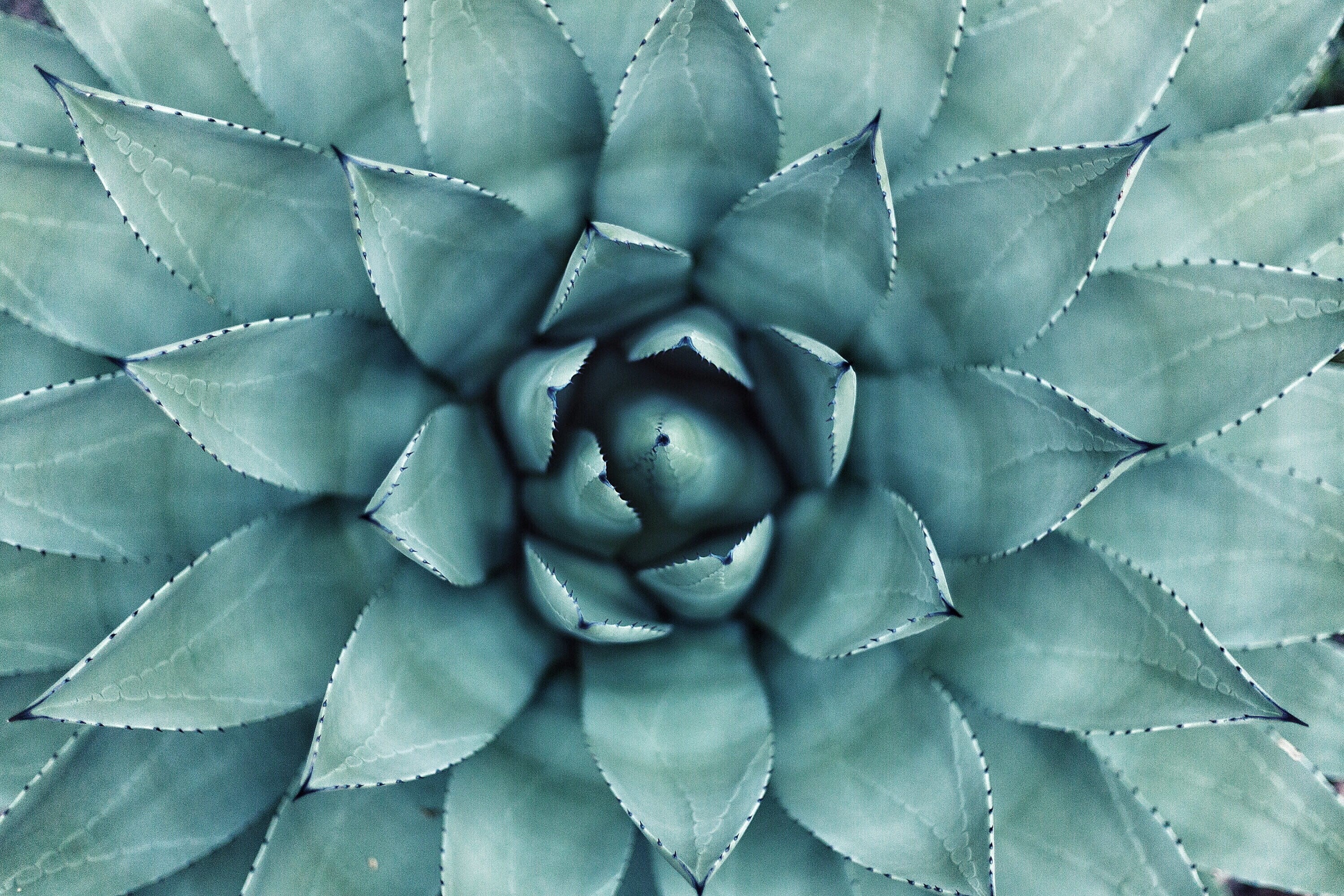 cactus, botanic, green, floral background, minimalism, calm, natural pattern, spiked, plant part, full frame, backgrounds, succulent plant, tequila, HD Wallpaper