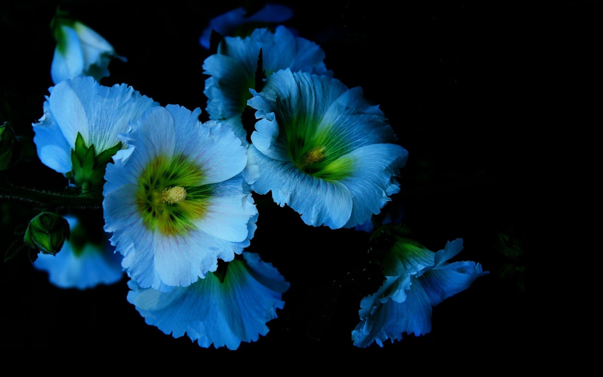 Black, Background, Mallow, 2K, Blue, Flowers, Petals, HD Wallpaper