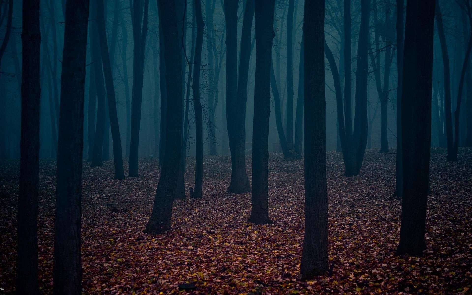 forest, hd, dark, 1080P, lonely, 1920x1200, HD Wallpaper