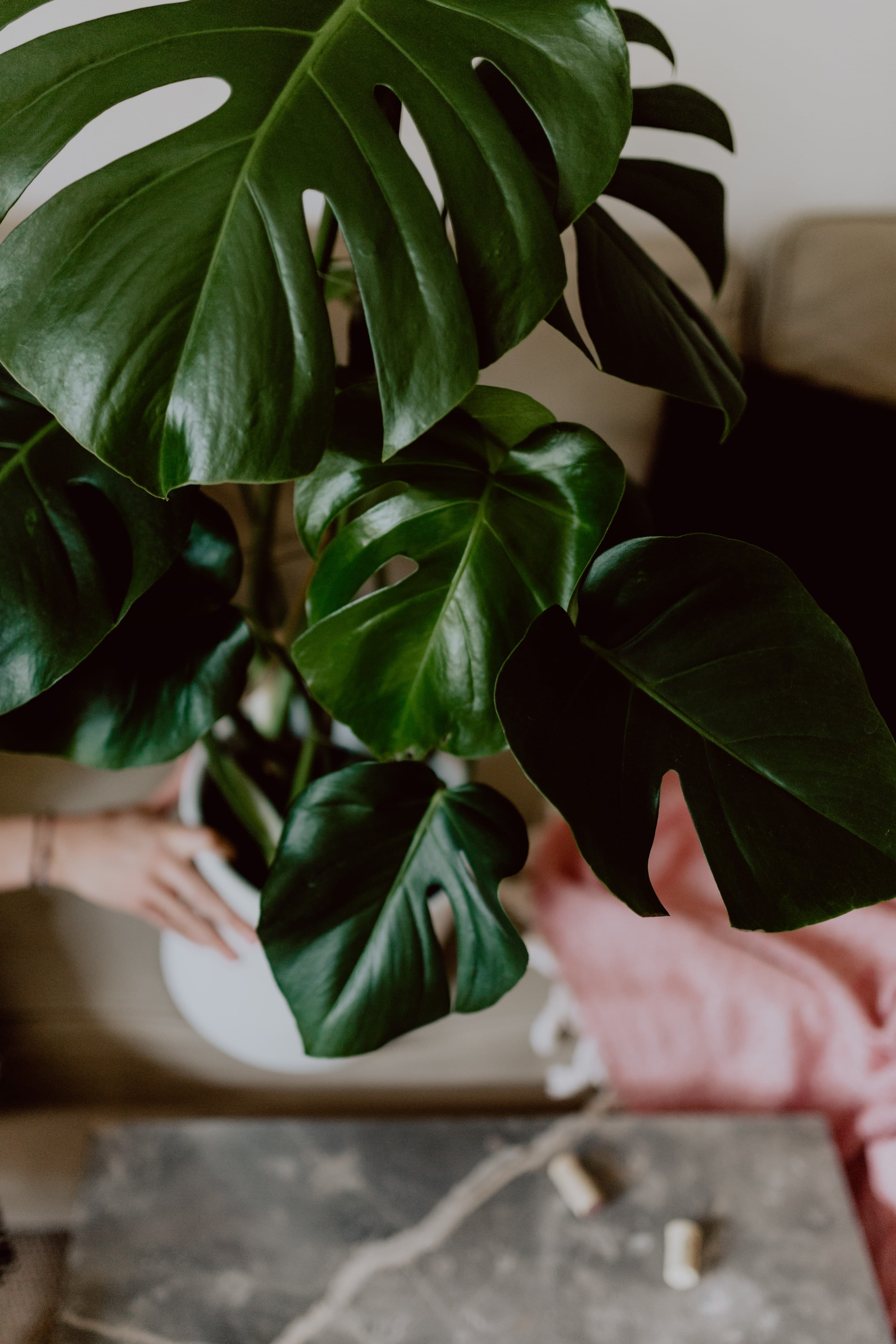 houseplant, growth, lifestyles, botany, holding, body part, negative space, human limb, unrecognizable person, leaves, real people, plant part, day, leaf, Phone HD Wallpaper