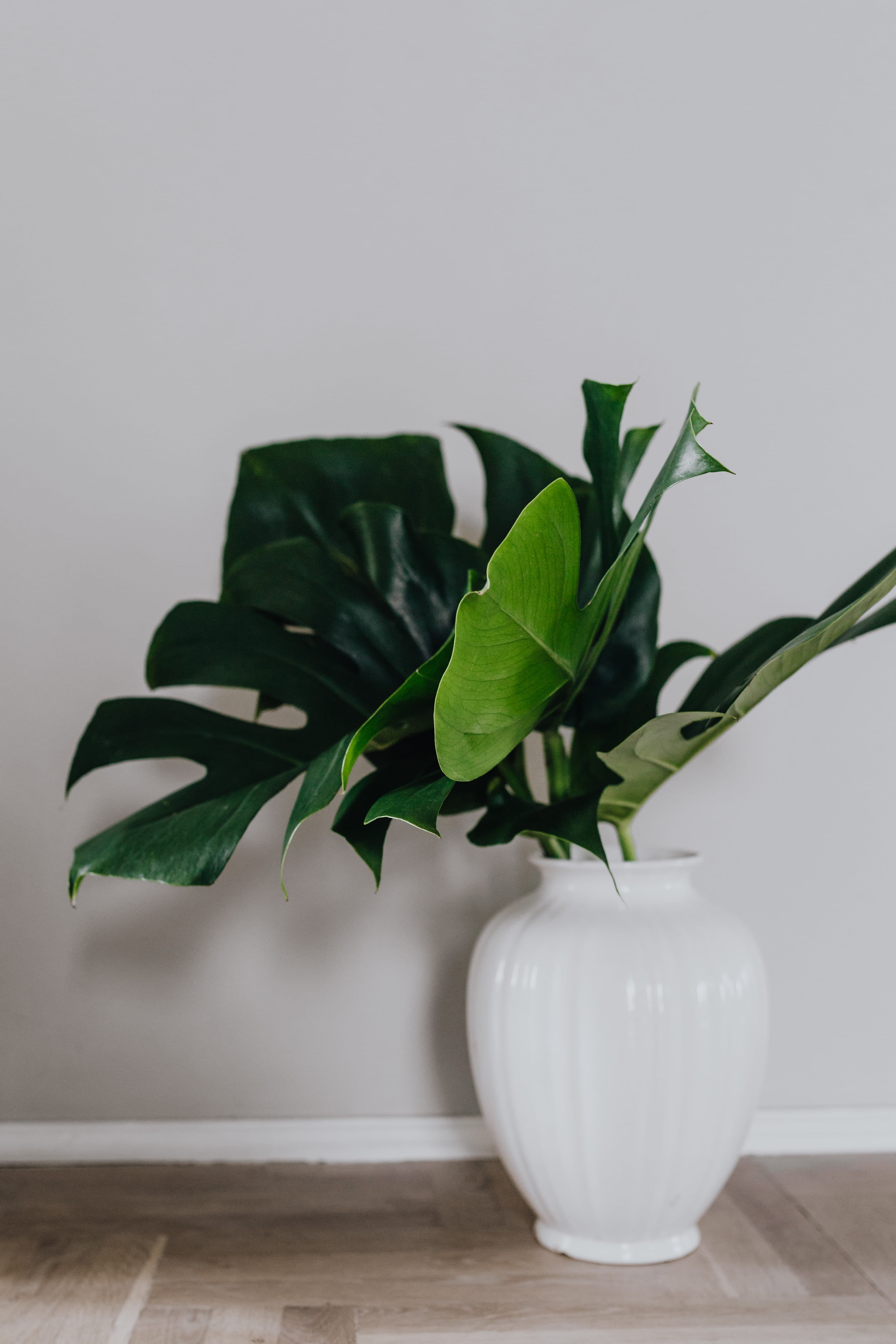 copy space, botany, dark, greenery, wood - material, still life, nature, background, plant part, houseplant, potted plant, wall - building feature, no people, Phone HD Wallpaper