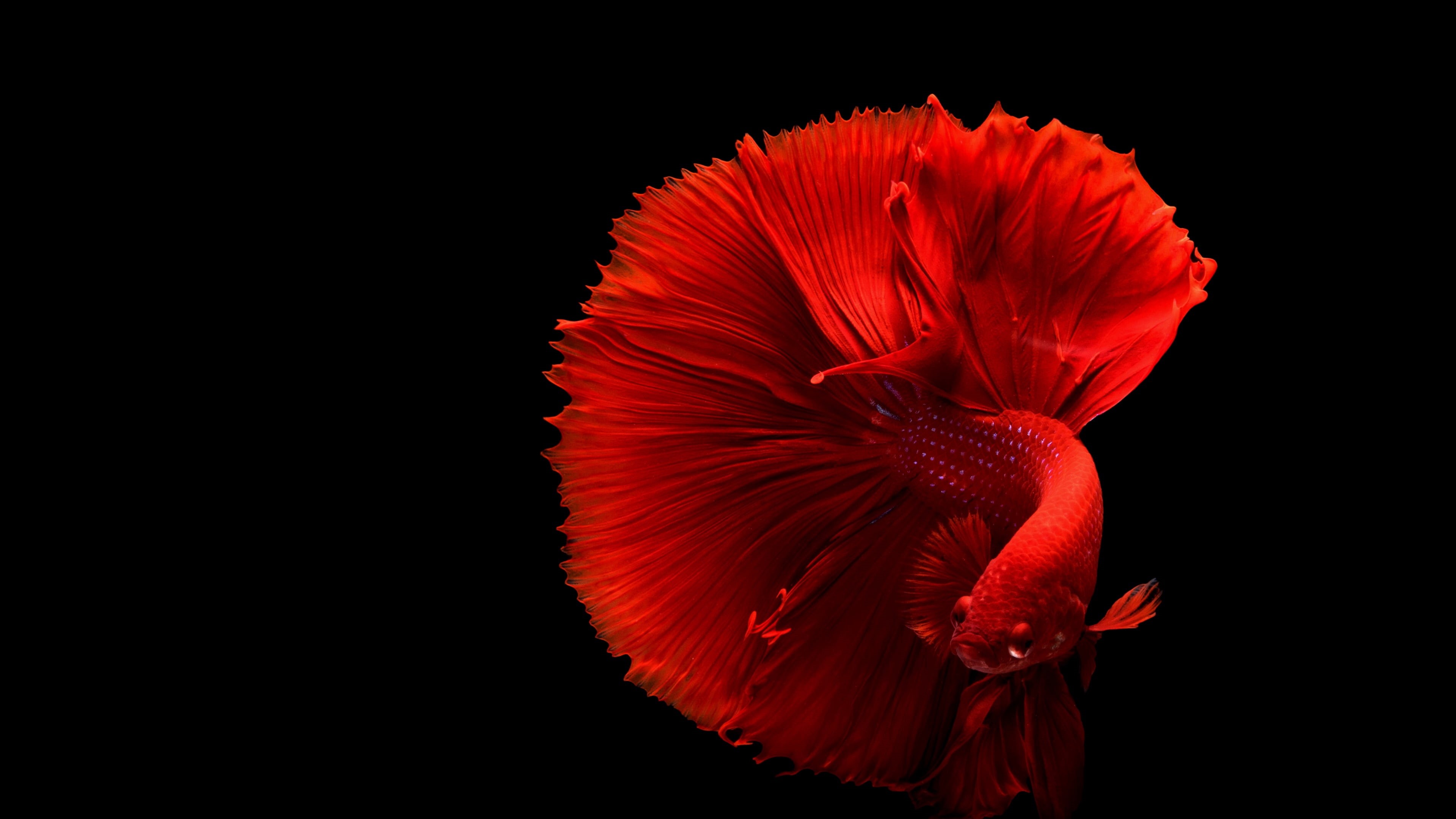 black background, vulnerability, softness, red fish, siamese fighting fish, freshness, flower head, copy space, beauty in nature, close-up, plant, fish, HD Wallpaper