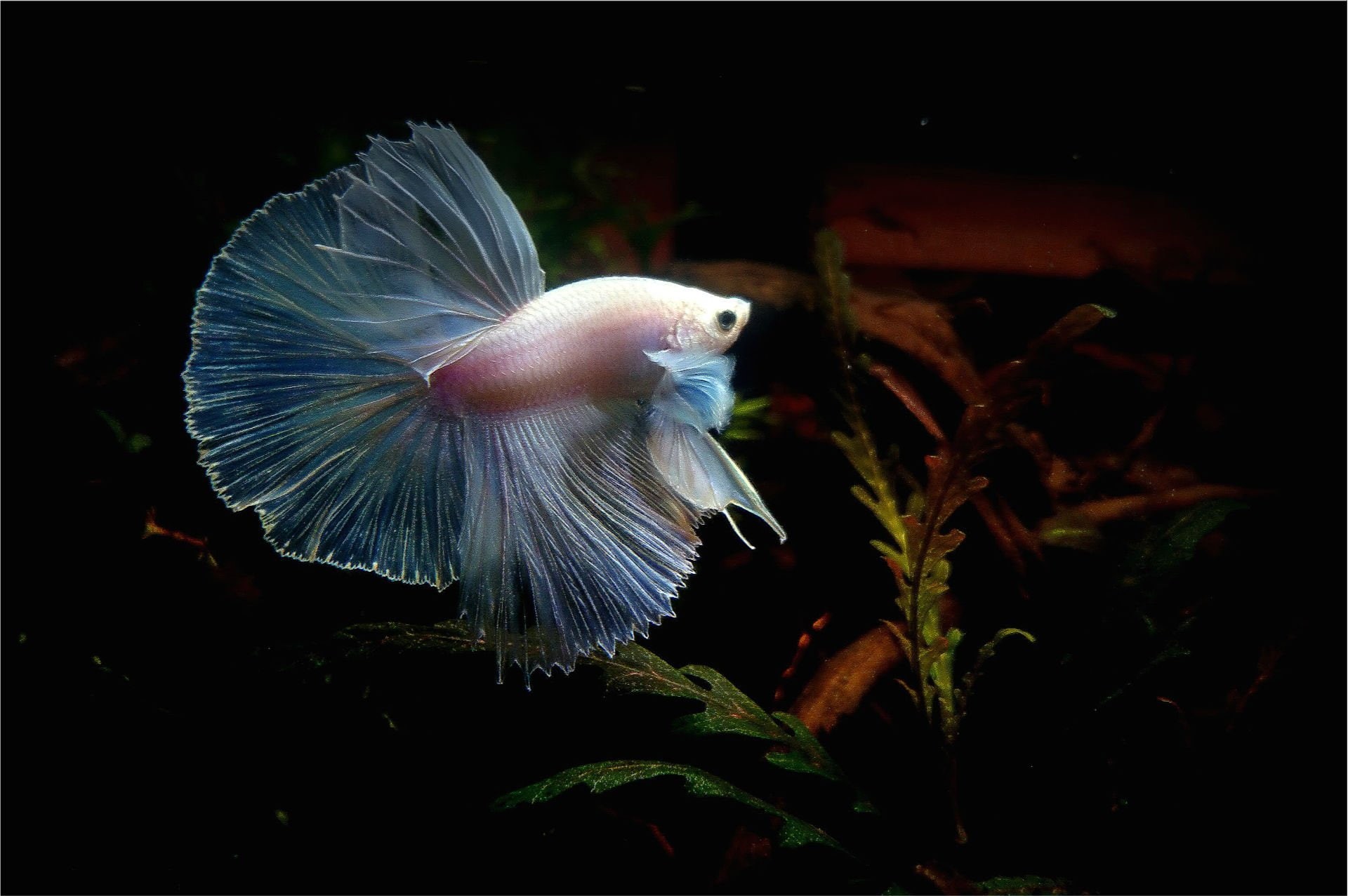 animal, black background, plant, animals in the wild, animal wildlife, no people, fish, bird, close-up, tank, nature, animal themes, psychedelic, swimming, HD Wallpaper