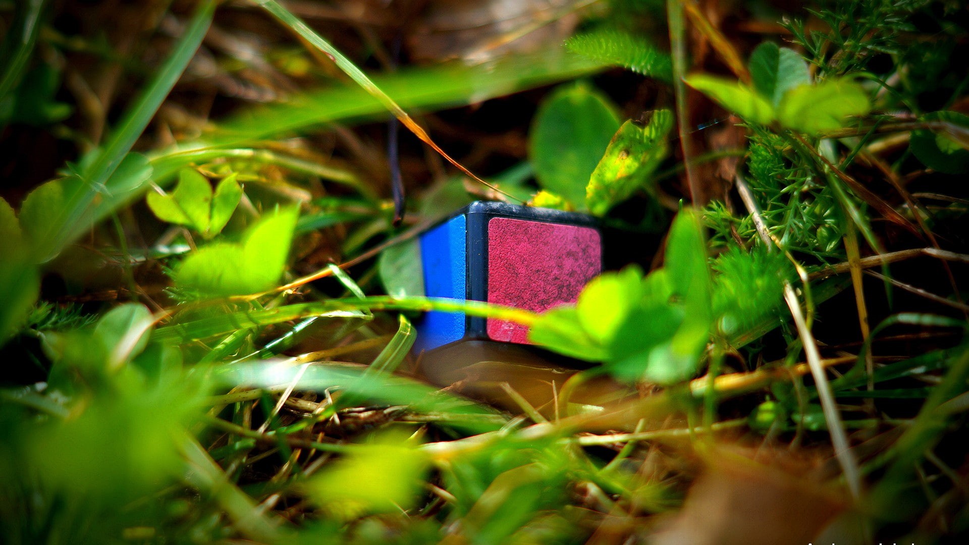 day, outdoors, no people, single object, purple, leaf, multi colored, surprise, grass, plant part, container, close-up, plant, blue, colorful, nature, plants, HD Wallpaper