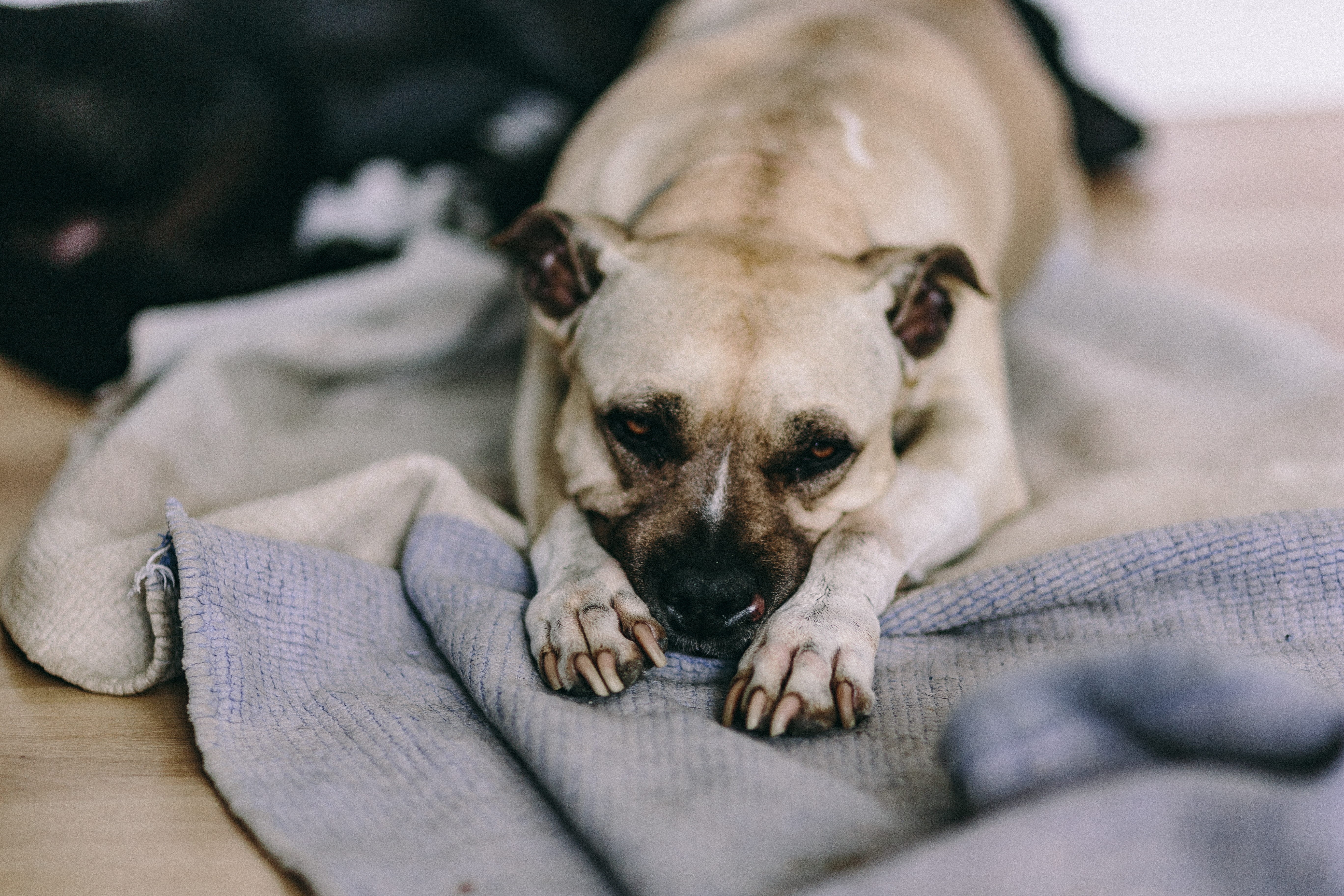 vertebrate, 5K, focus on foreground, home interior, resting, portrait, canine, one animal, domestic Animals, no people, purebred Dog, bed, lying Down, HD Wallpaper