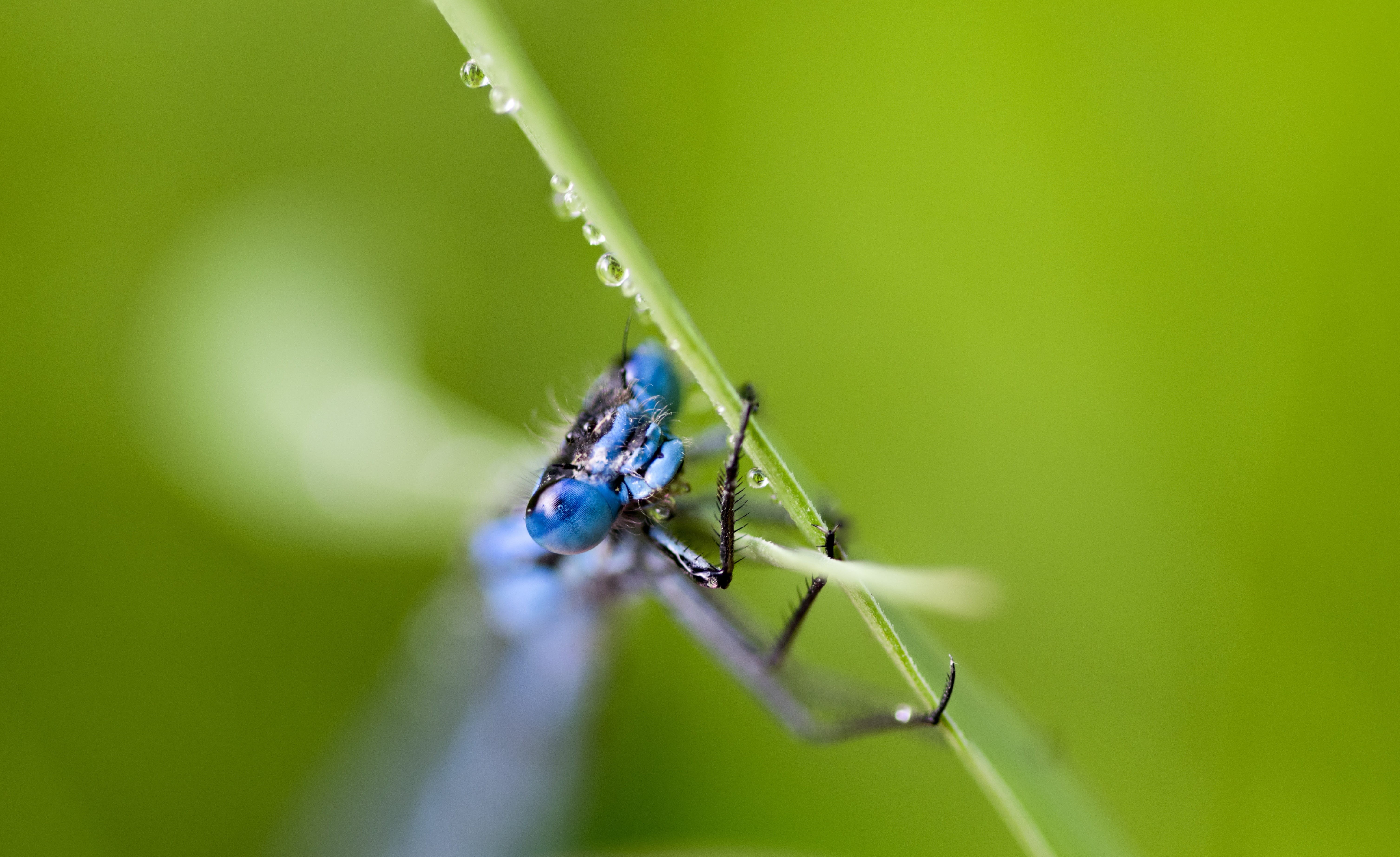 seasonal, animals in the wild, colorful, decoration, bug, decorative, dew-drop, zoology, summer, animal wing, Insect, ornament, red, shine, outdoors, dragon, HD Wallpaper