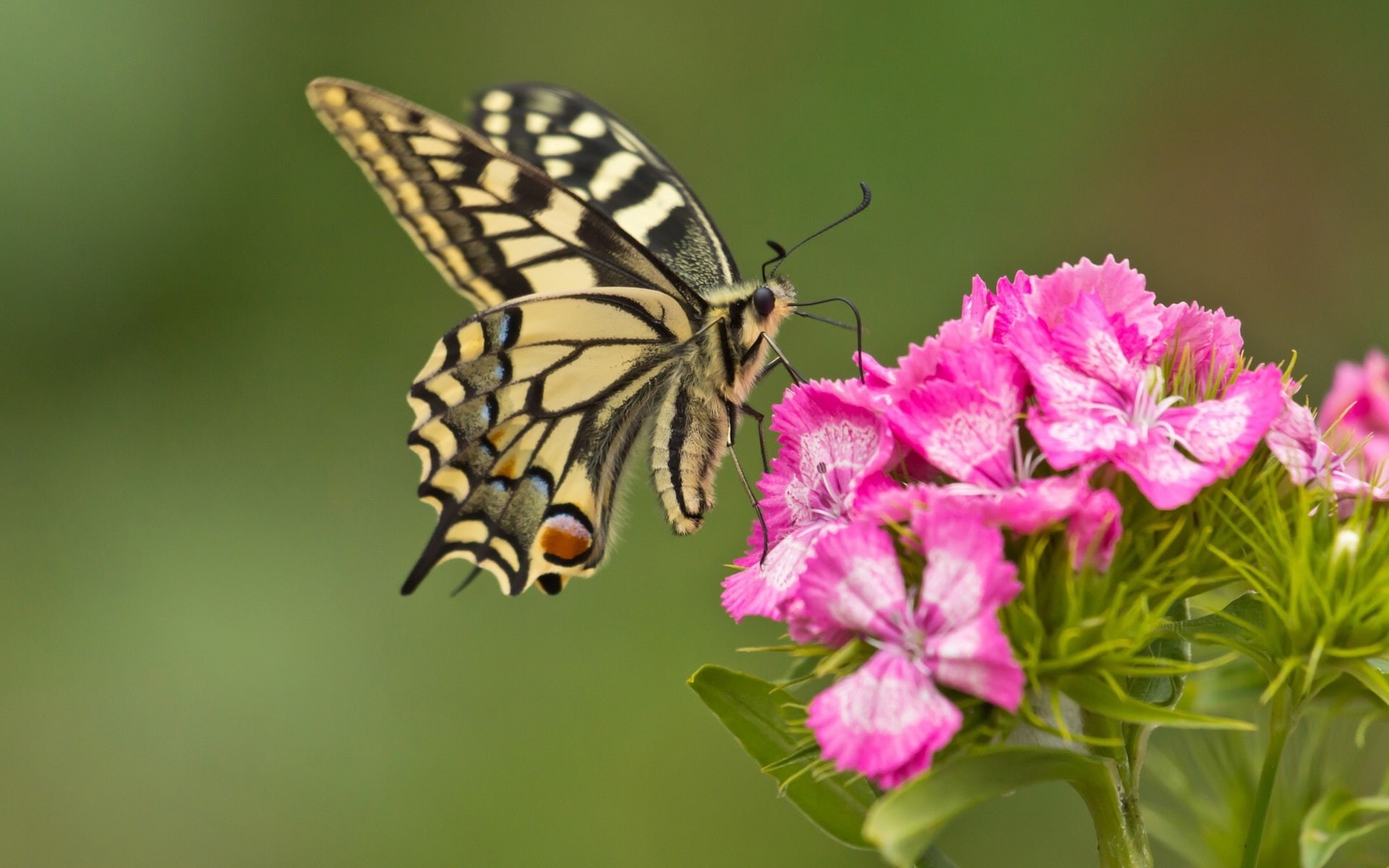 Pink, Flowers, Butterfly, close, swallowtail, 1080P, white, black, HD Wallpaper