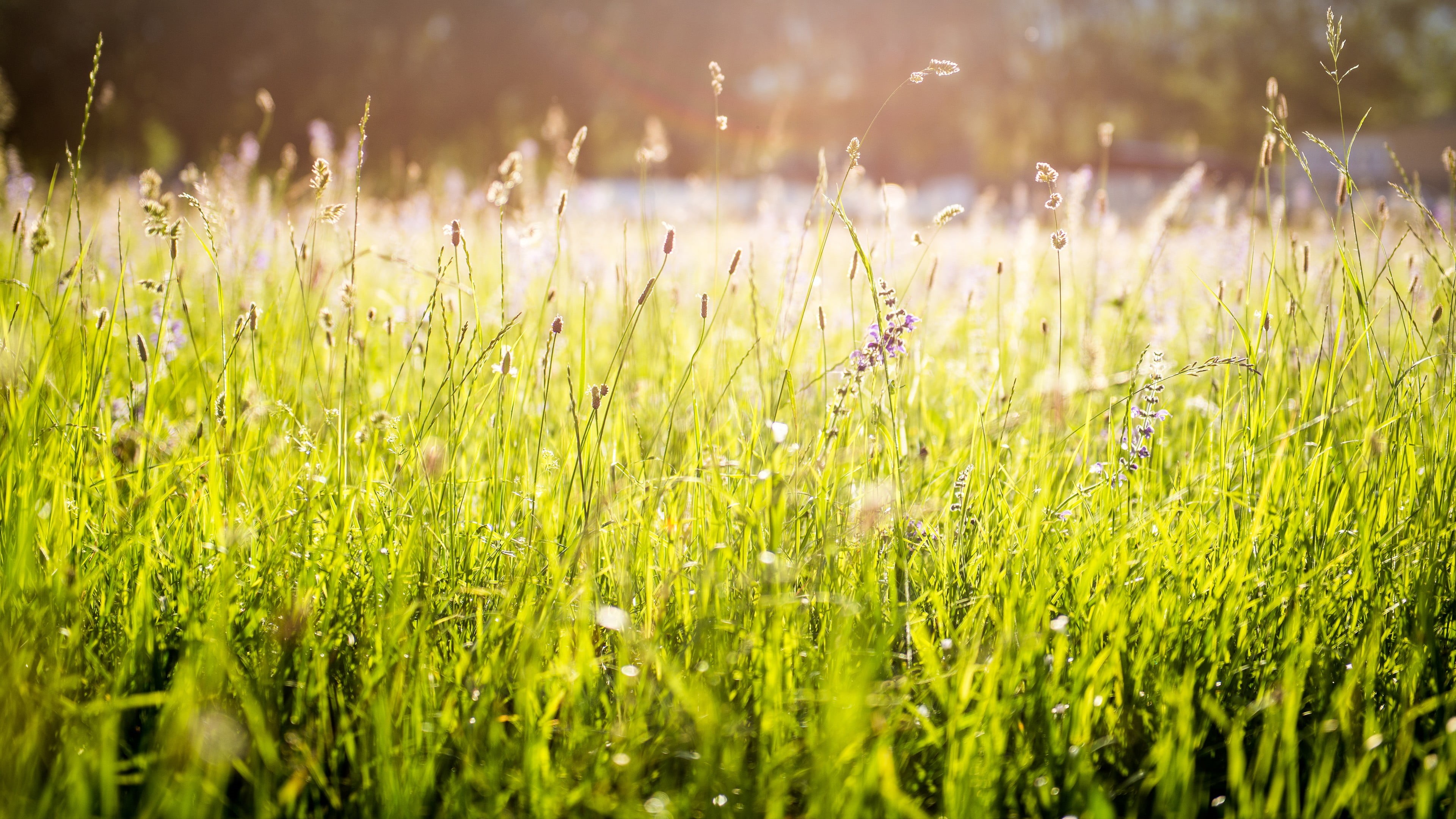 outdoors, green color, meadow, 4K, field, tranquil scene, growth, flowers, spring, springtime, day, beauty in nature, grass, landscape, no people, land, HD Wallpaper