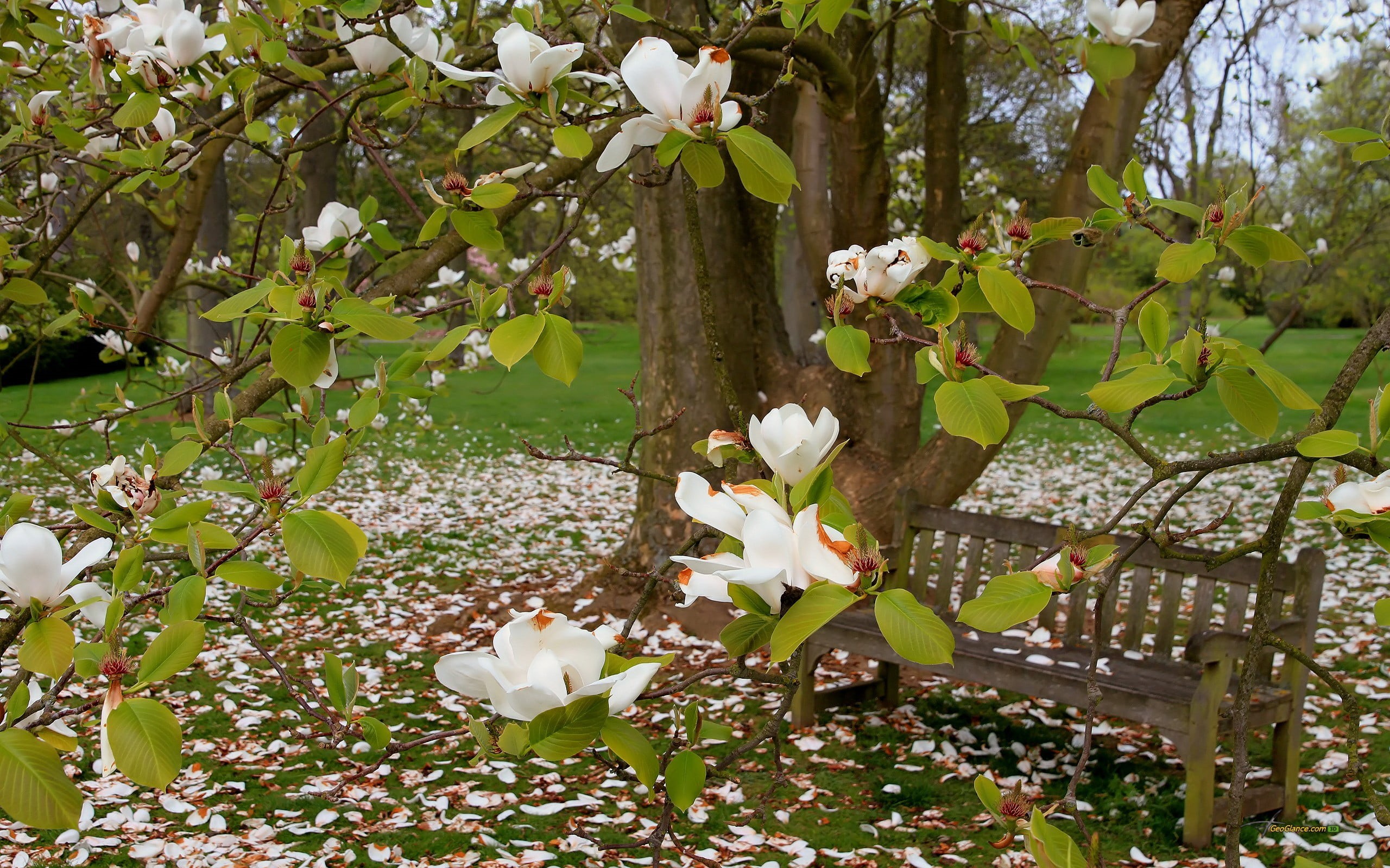 summer, flower head, vulnerability, magnolia, no people, white, plant, green, freshness, flower, flowers, leaf, trees, grass, springtime, growth, petal, HD Wallpaper